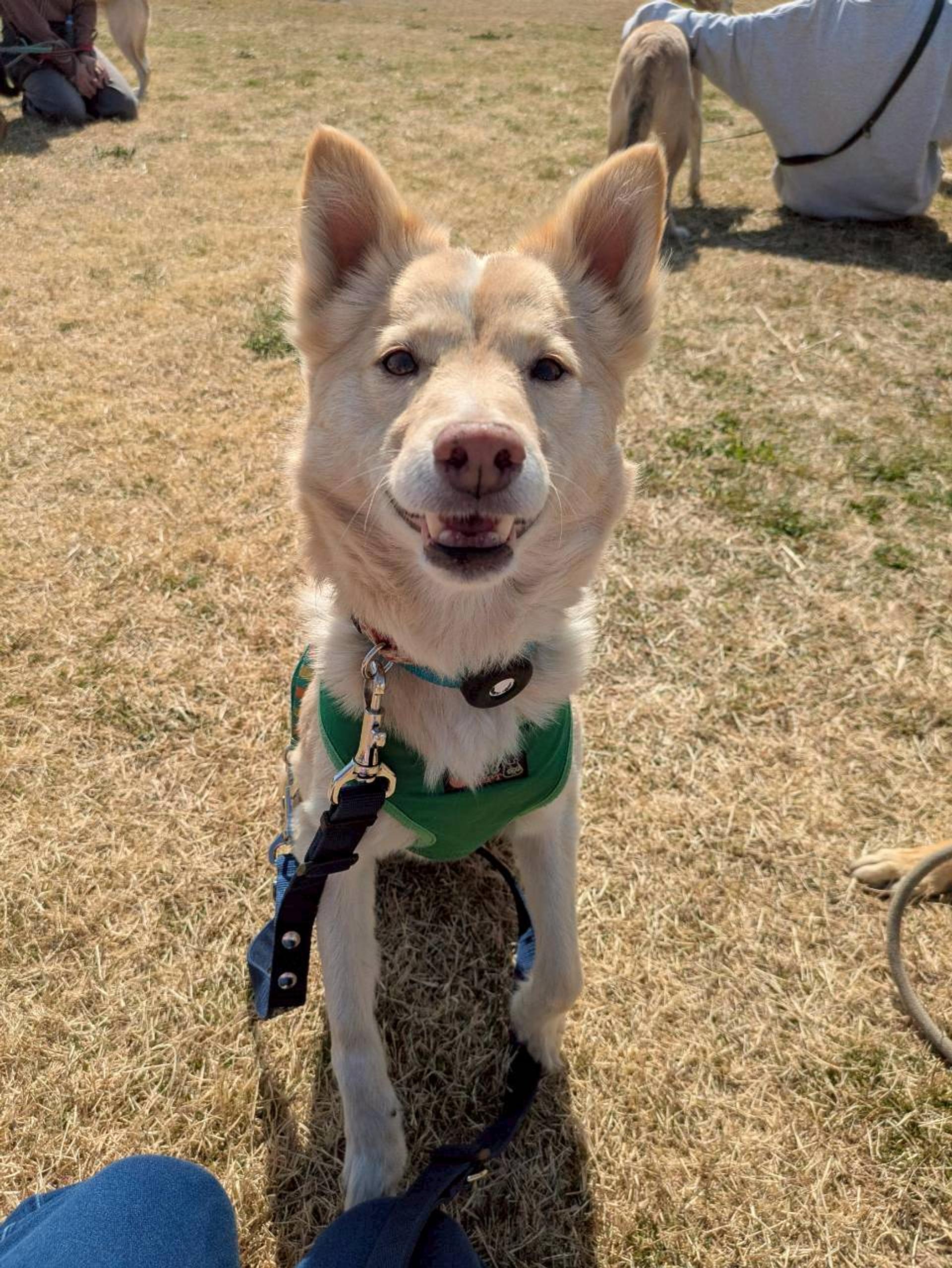pet-image-3