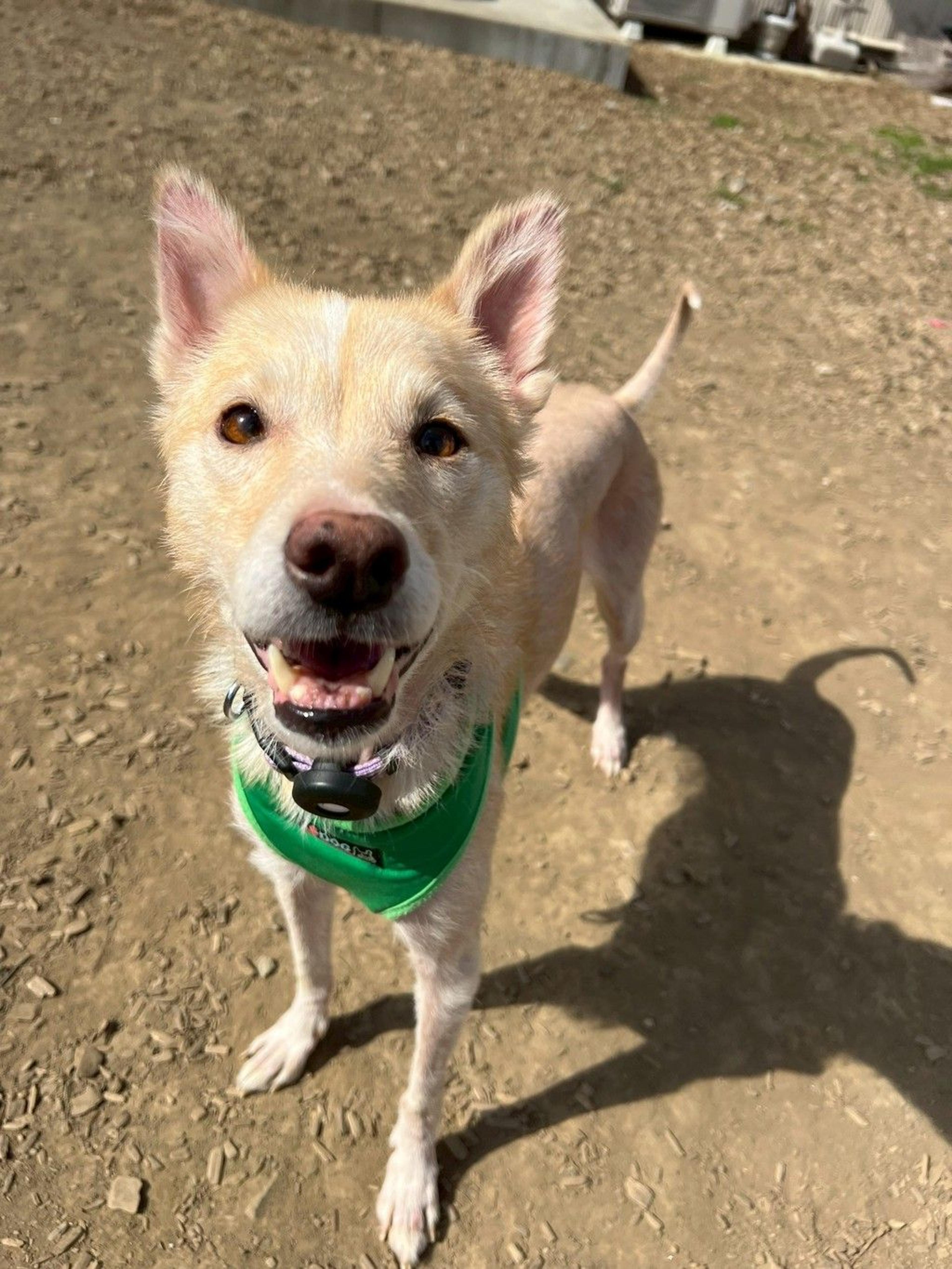 pet-image-6
