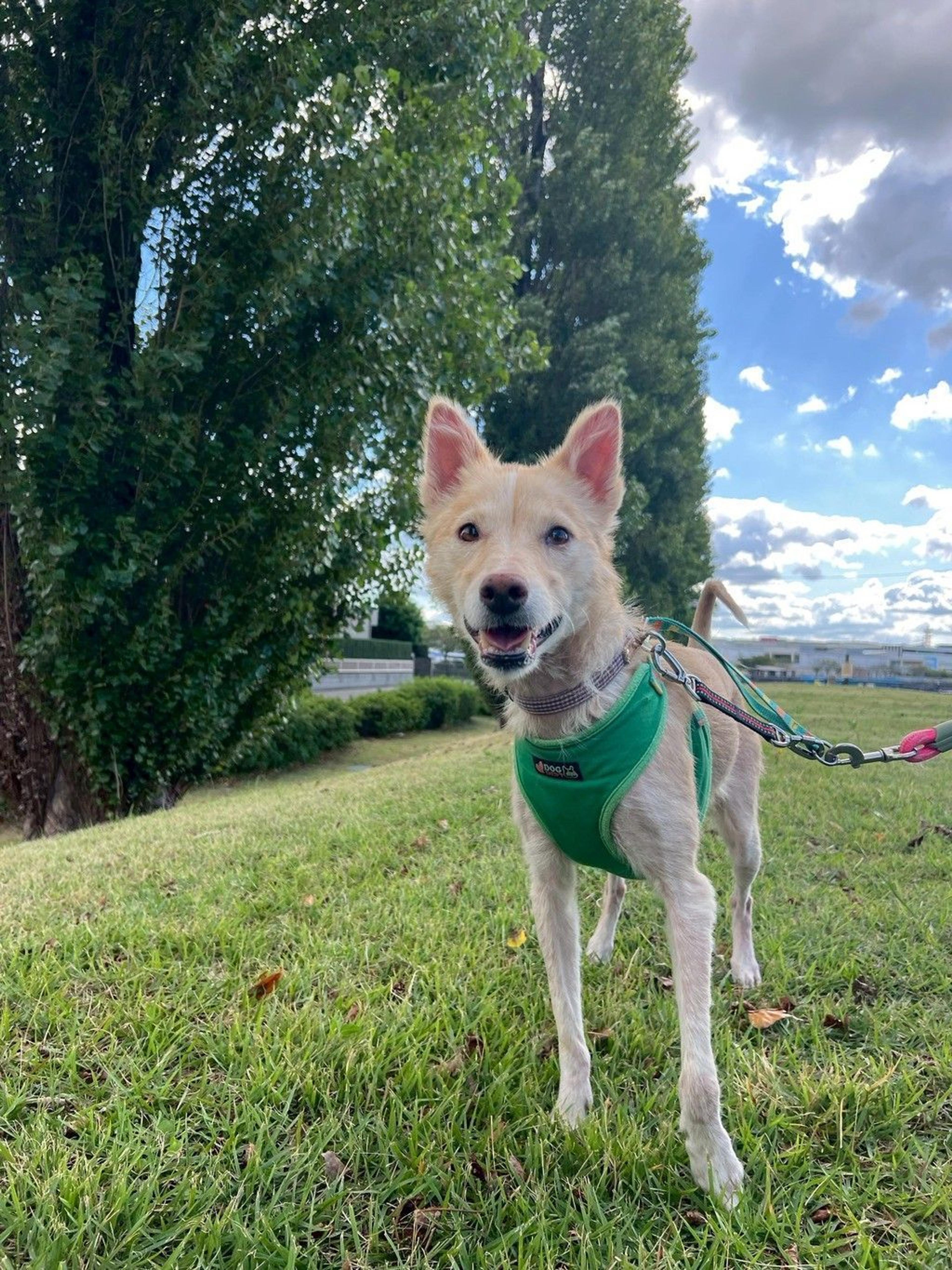 pet-image-7