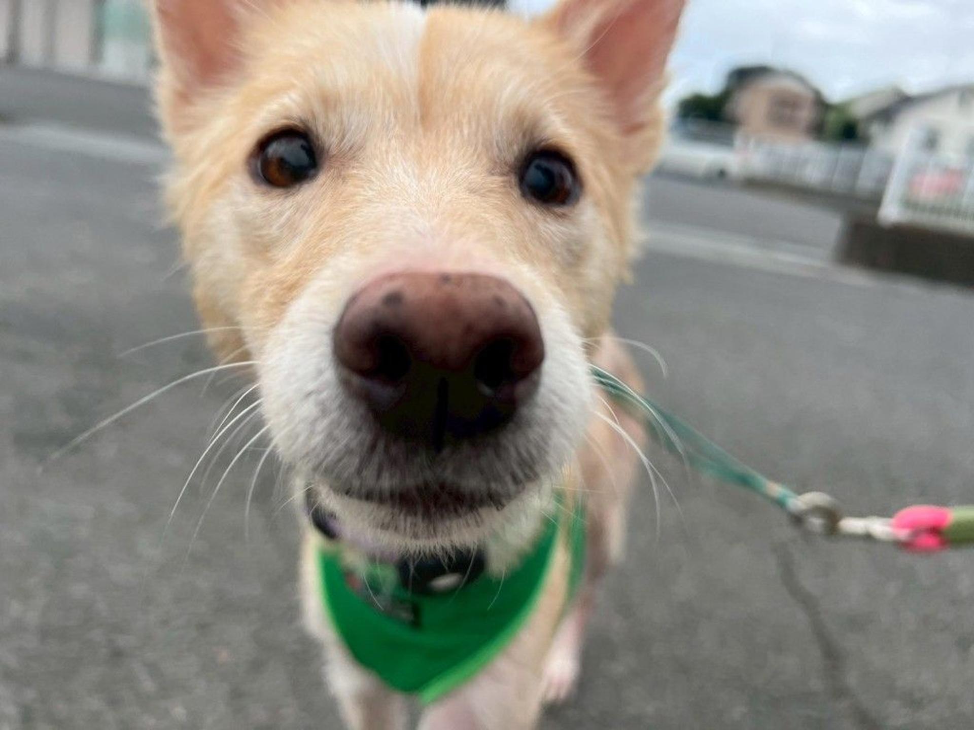 pet-image-9