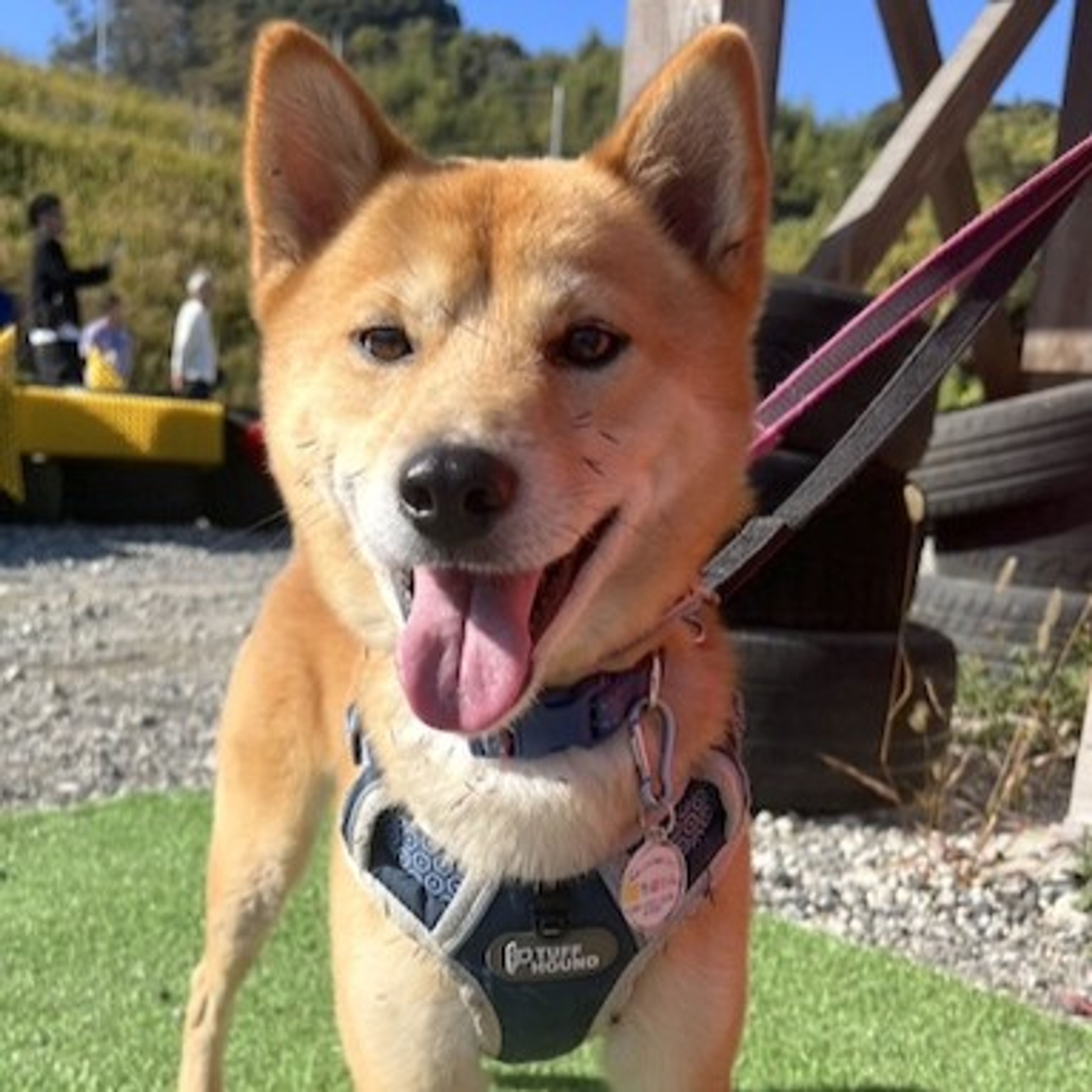 雑種（ミックス犬）・オスの里親募集の写真