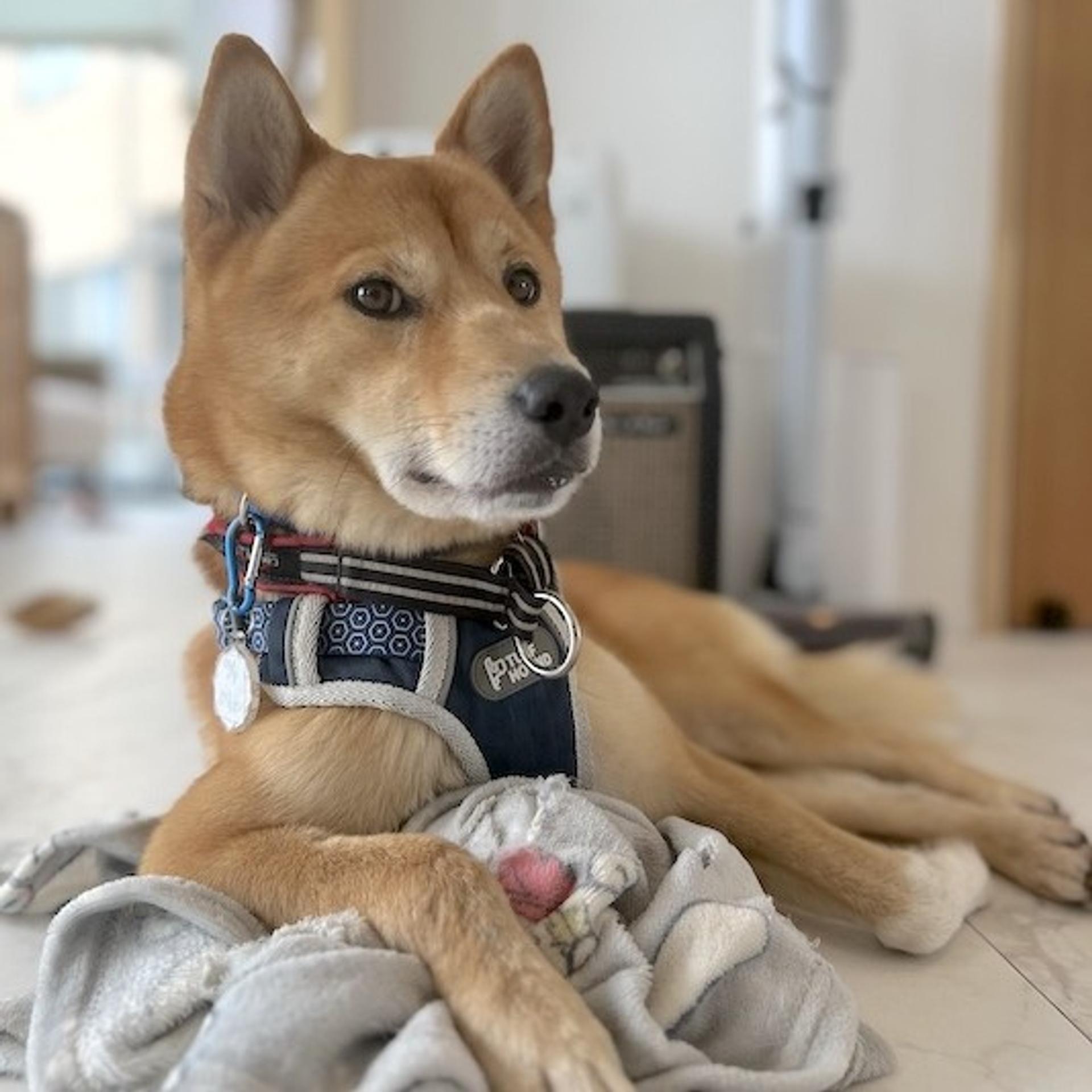 pet-image-2