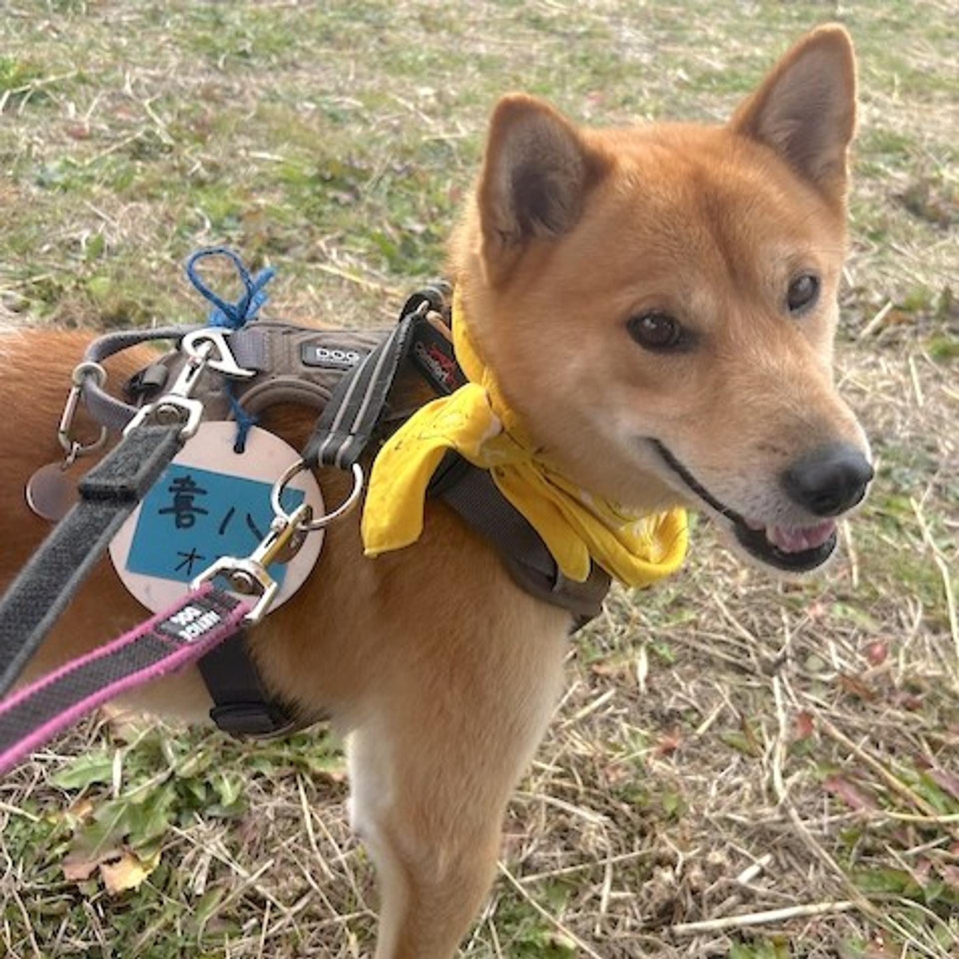 pet-image-3