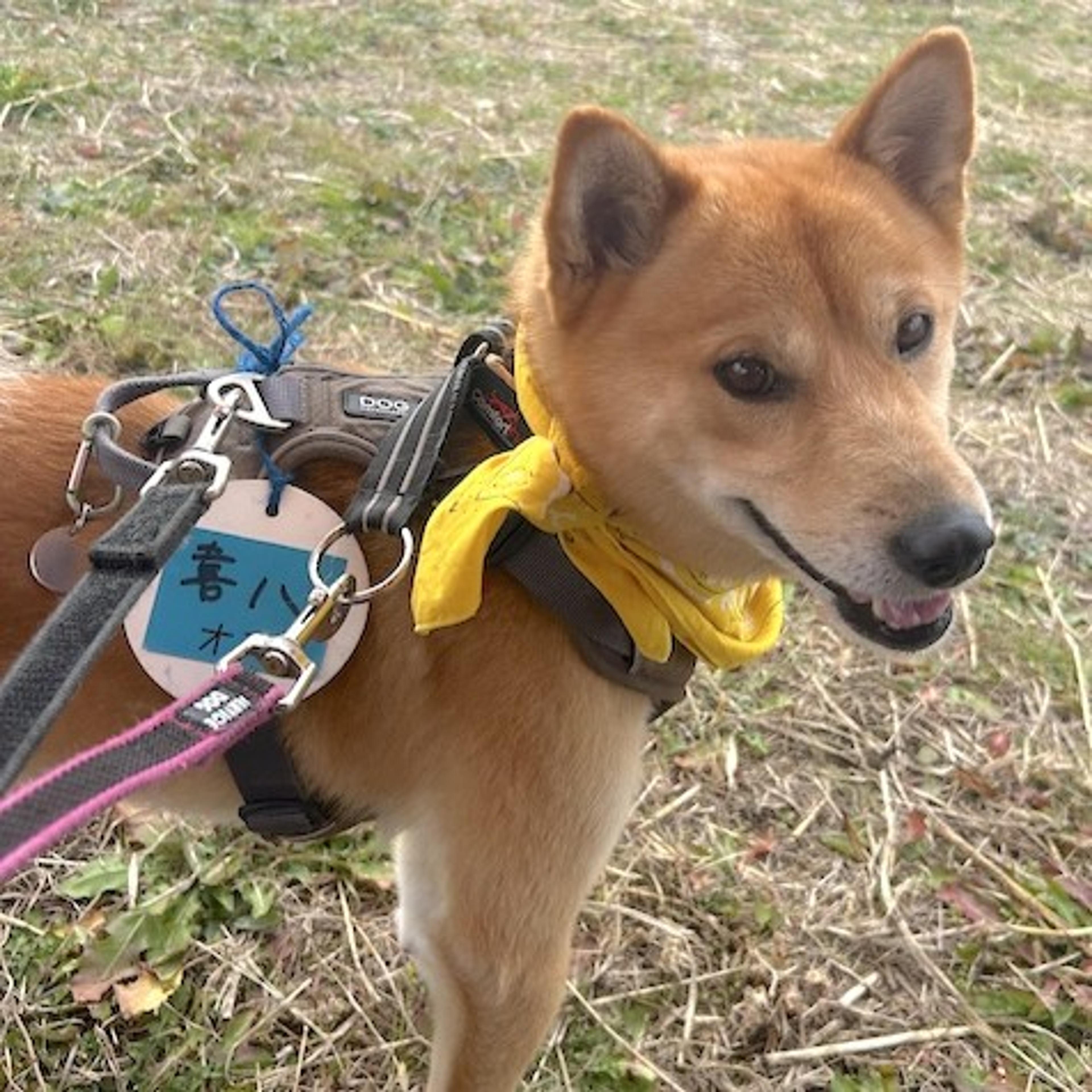 pet-image-3