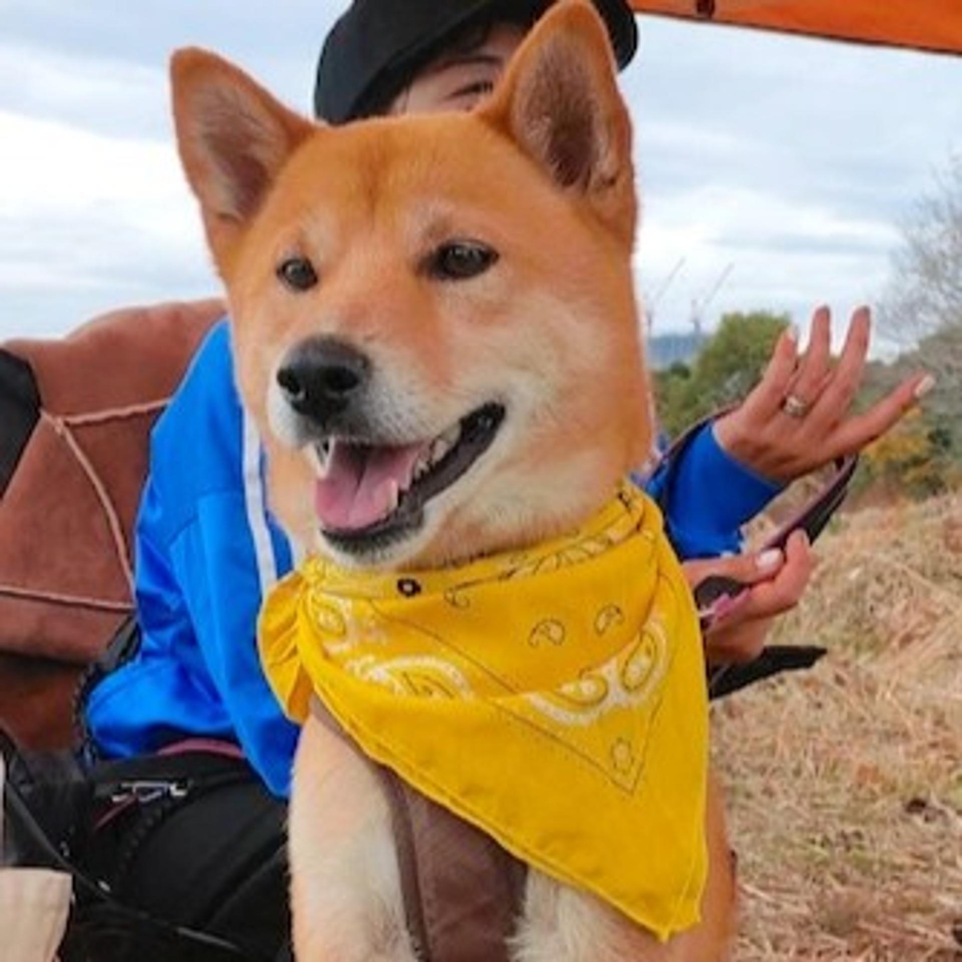 pet-image-4