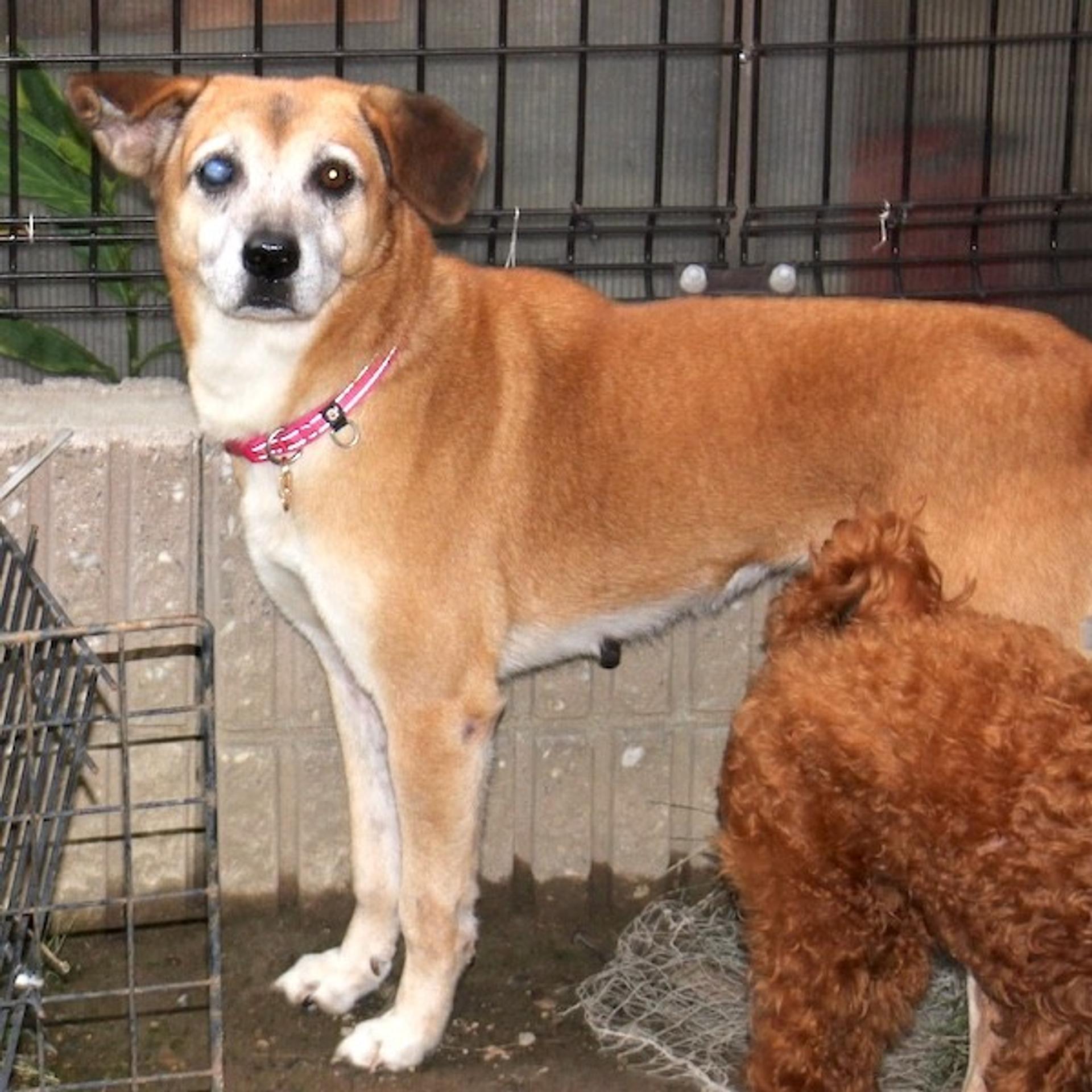 pet-image-2
