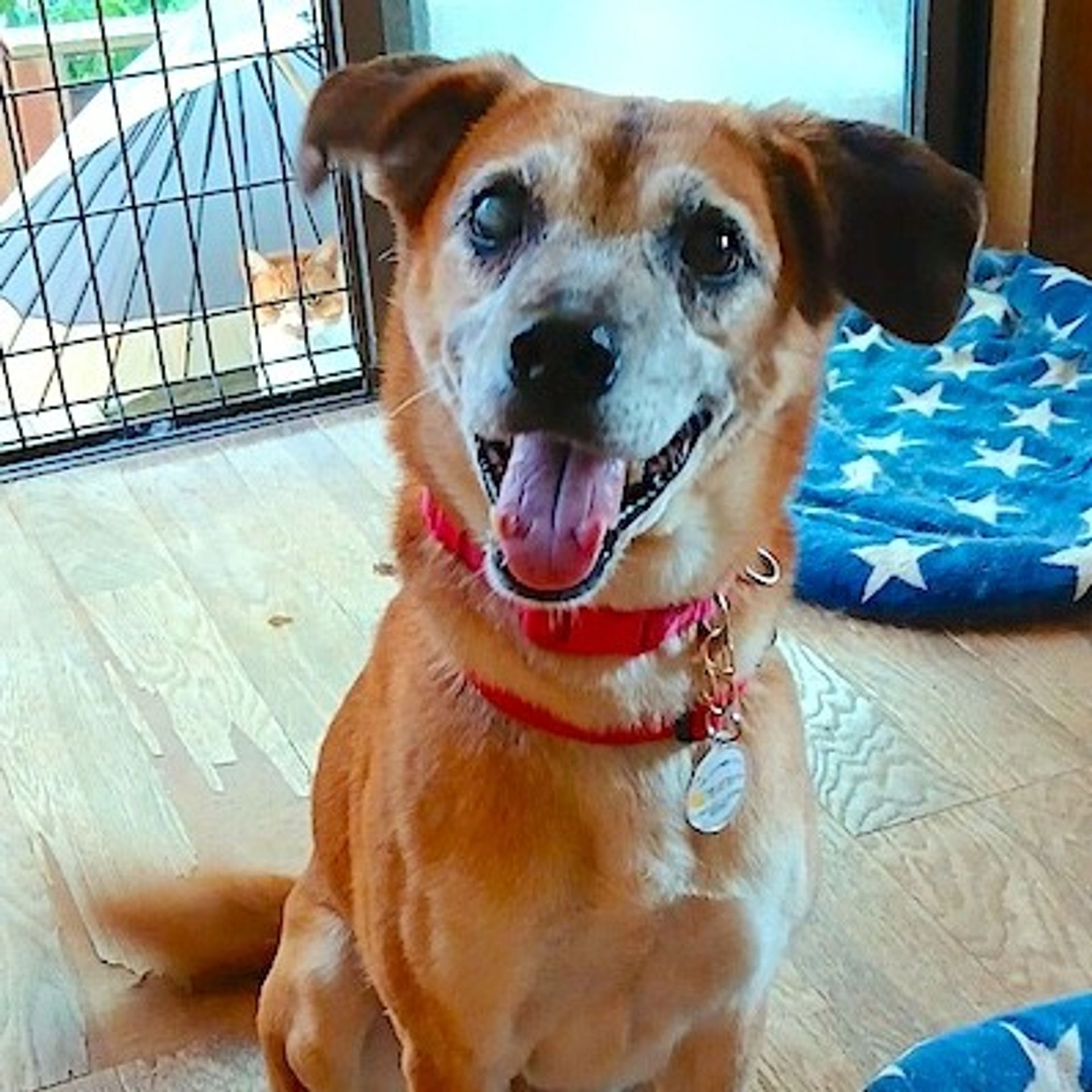 雑種（ミックス犬）・メスの里親募集の写真