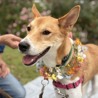 雑種（ミックス犬）・オスの里親募集の写真