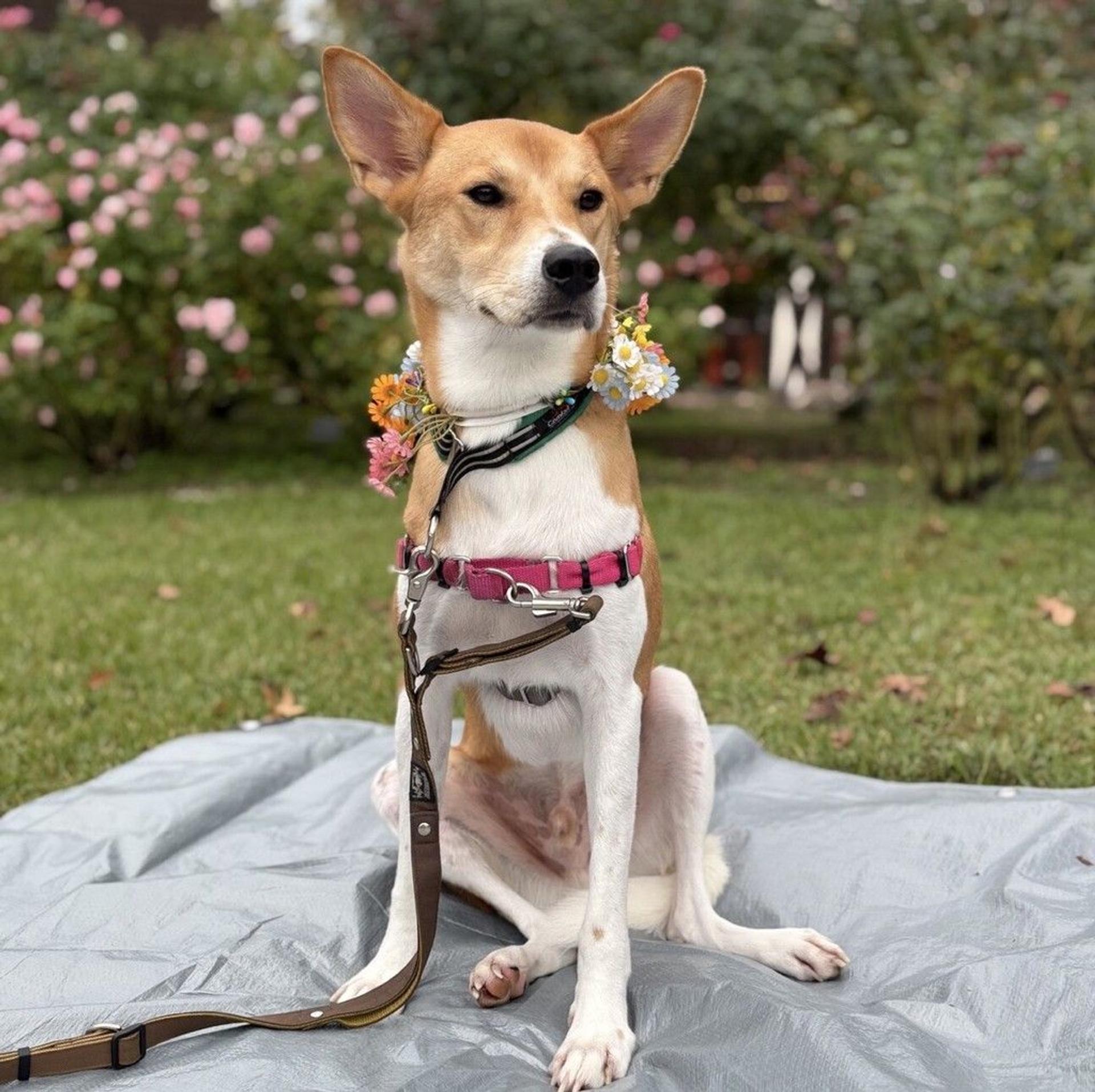 pet-image-3
