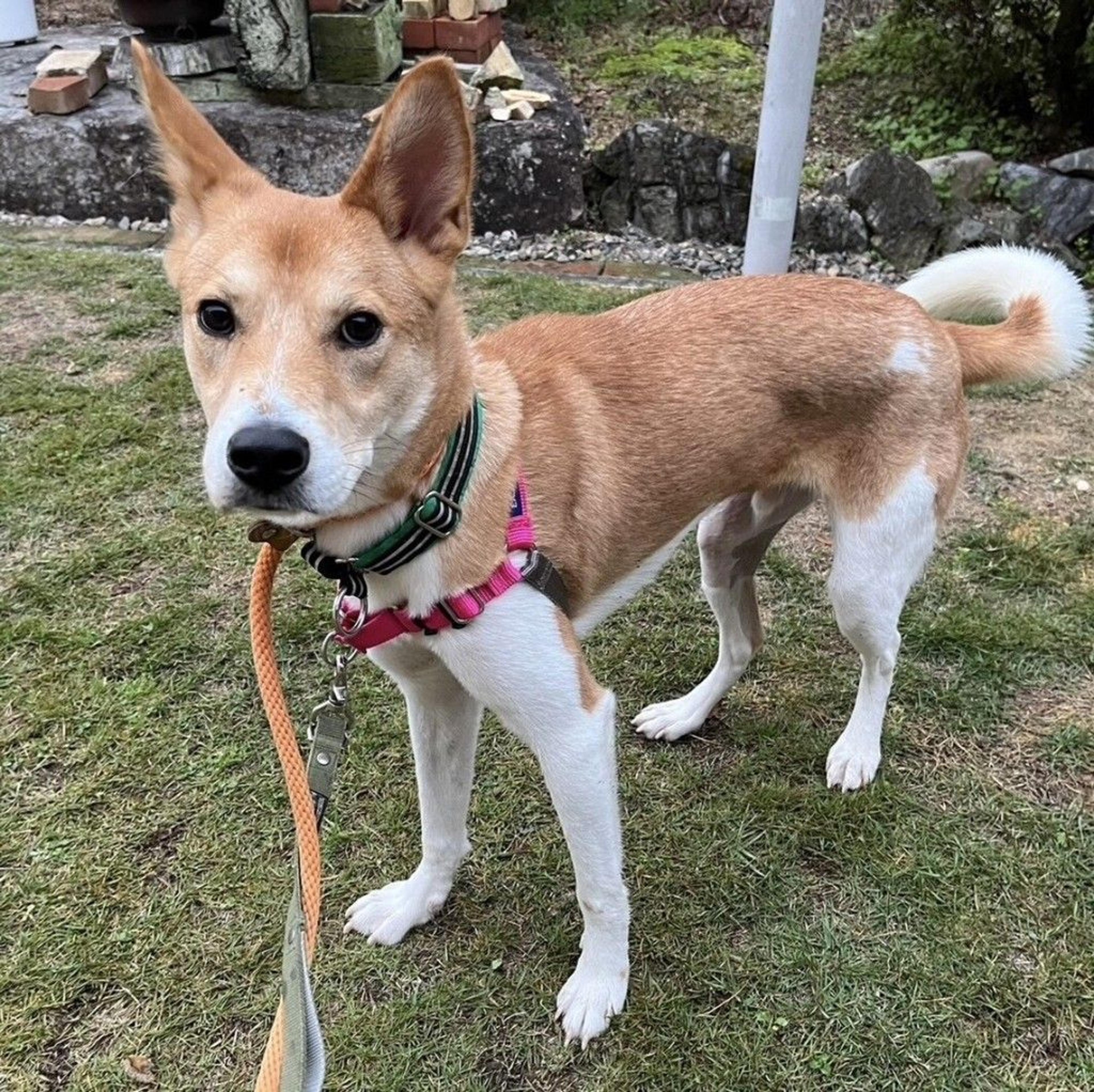 pet-image-4