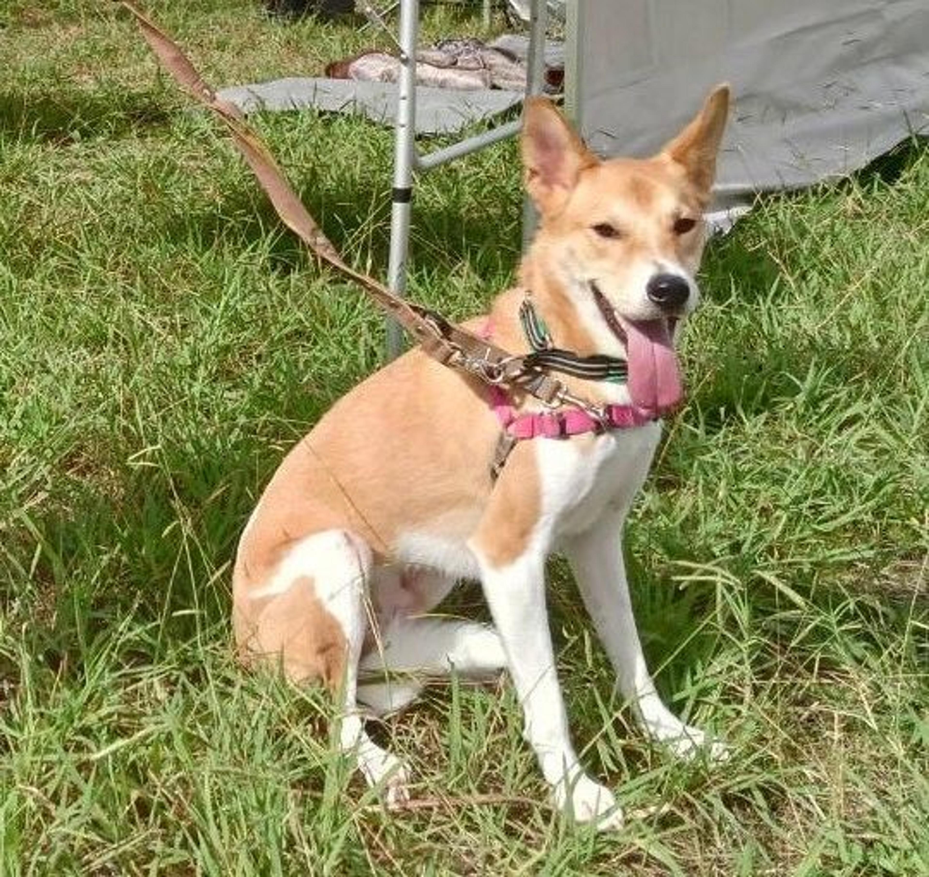 pet-image-5