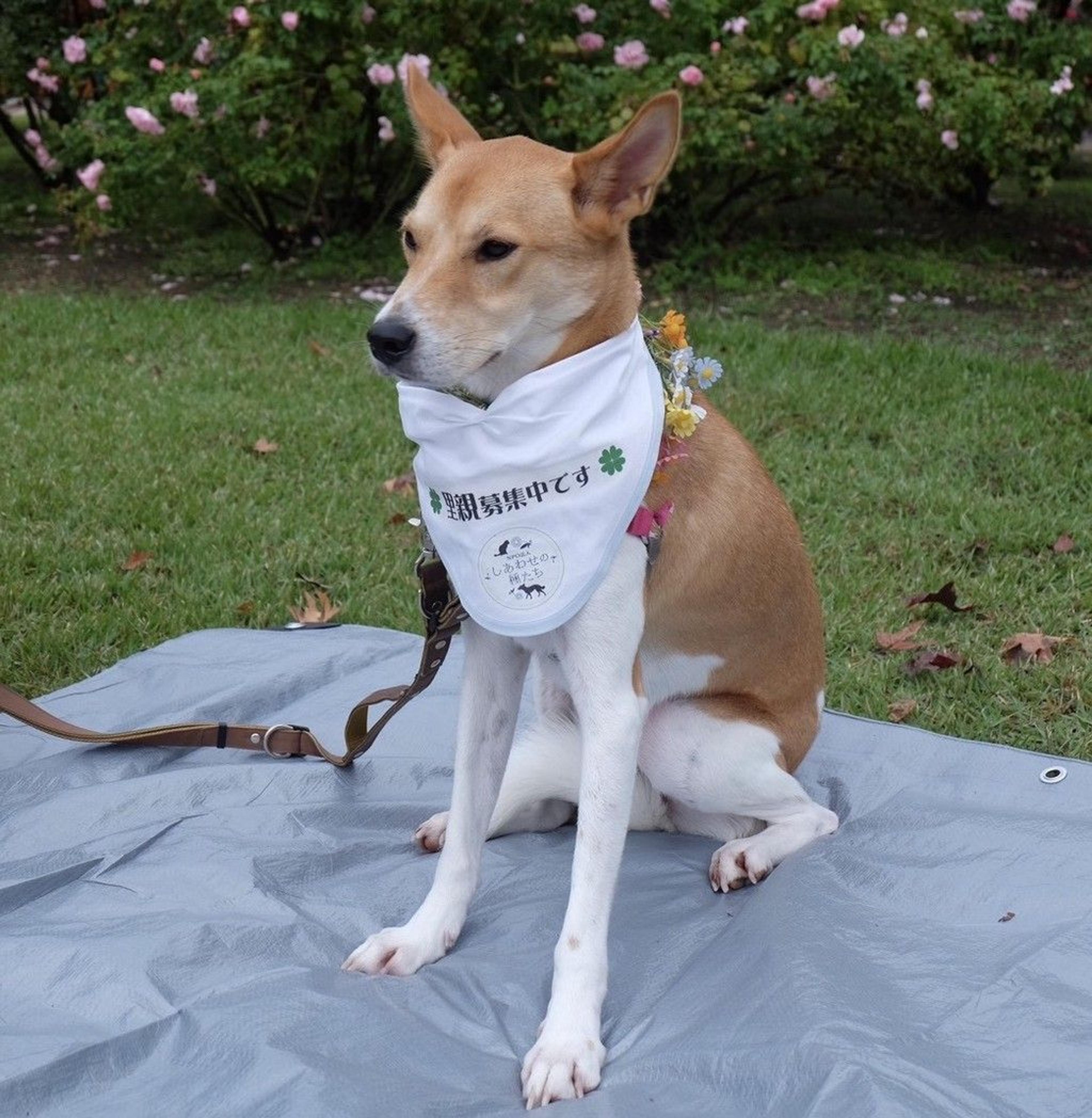pet-image-7
