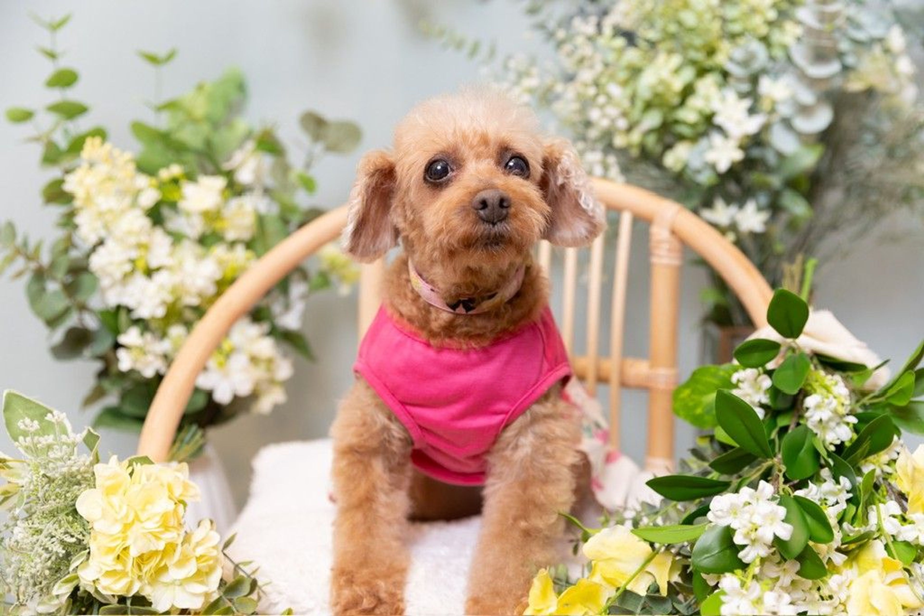 pet-image-2