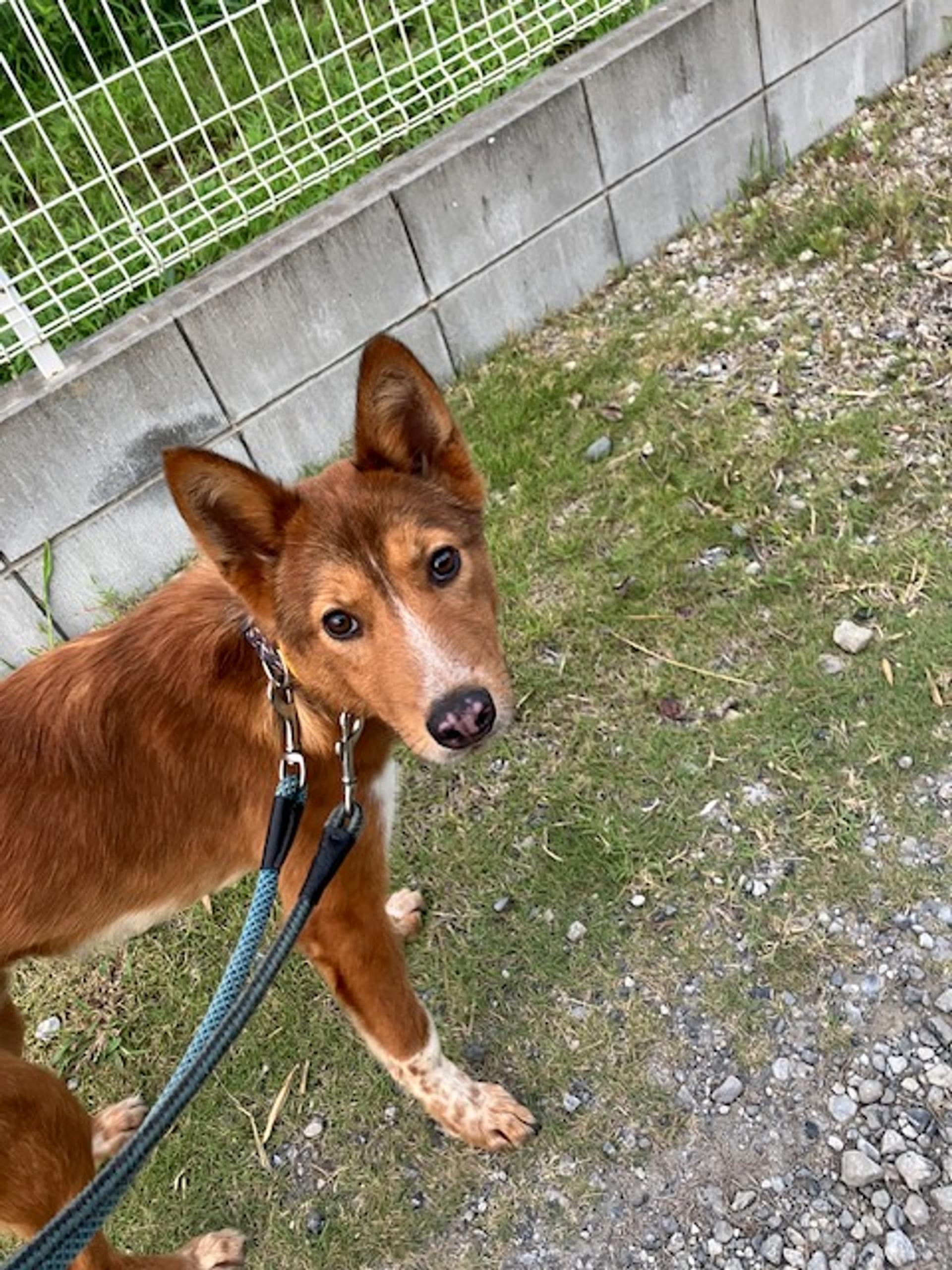 pet-image-5