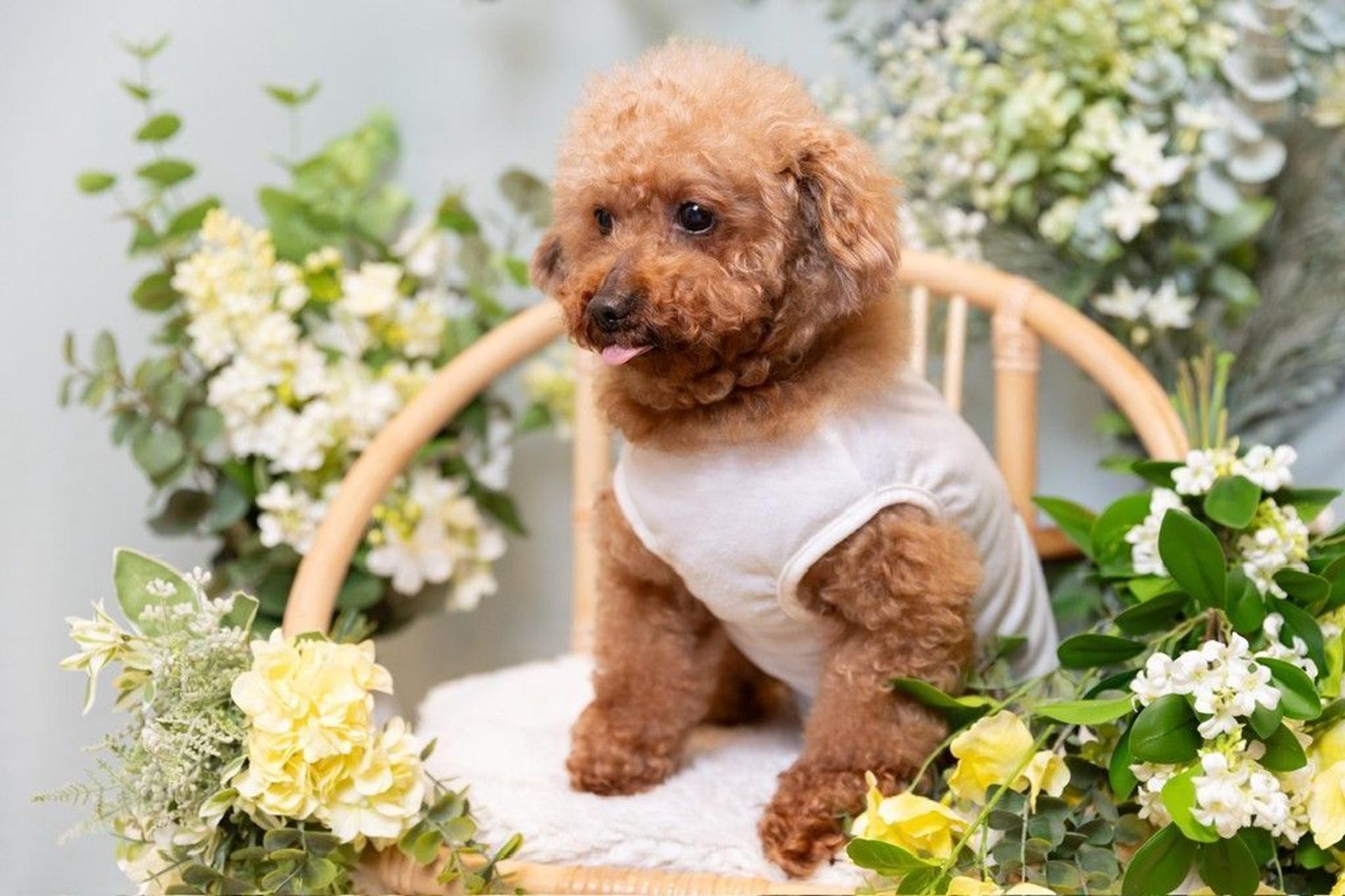 pet-image-2