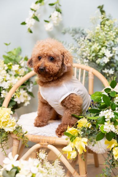 八重桜