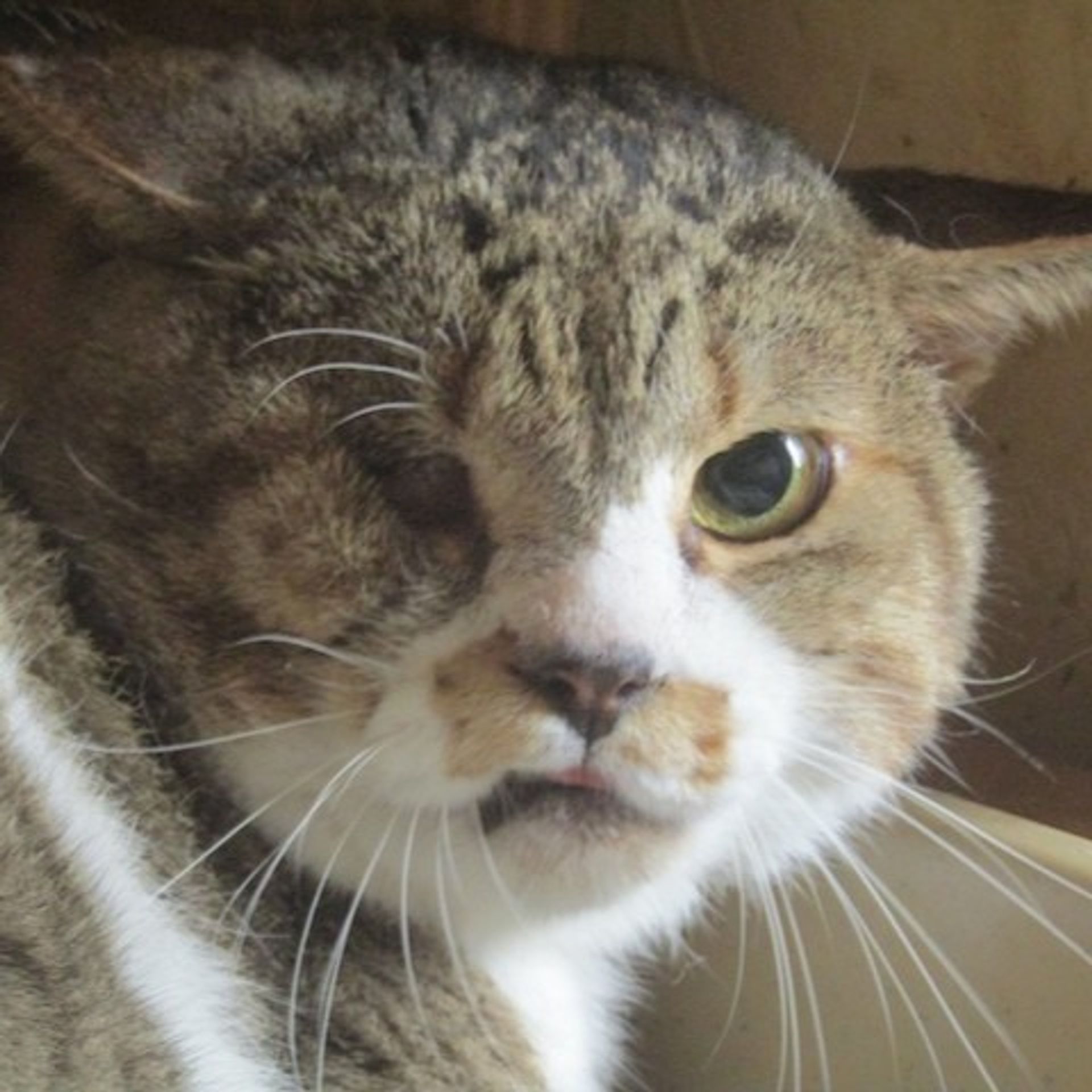 雑種（ミックス猫）・オスの里親募集の写真