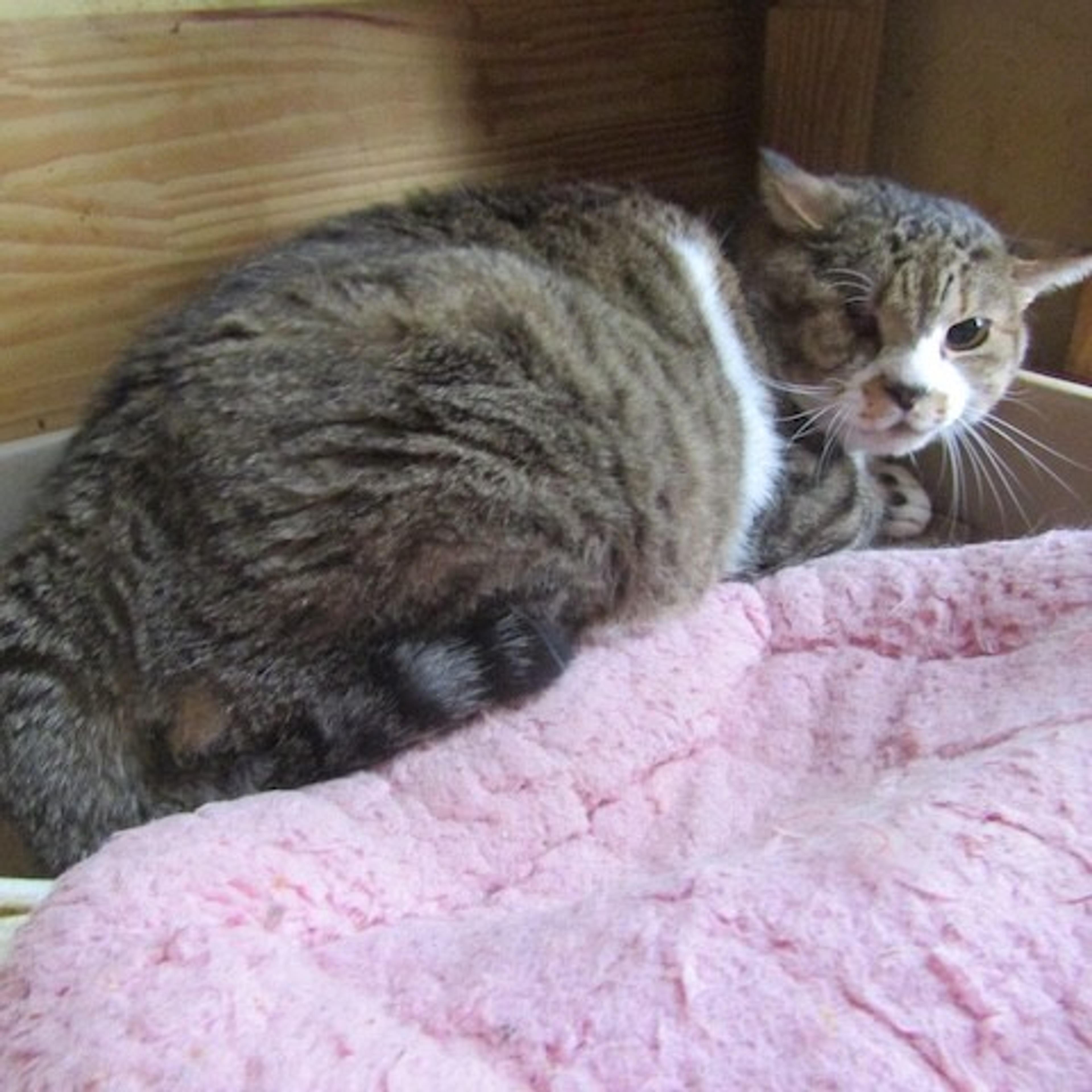 pet-image-4