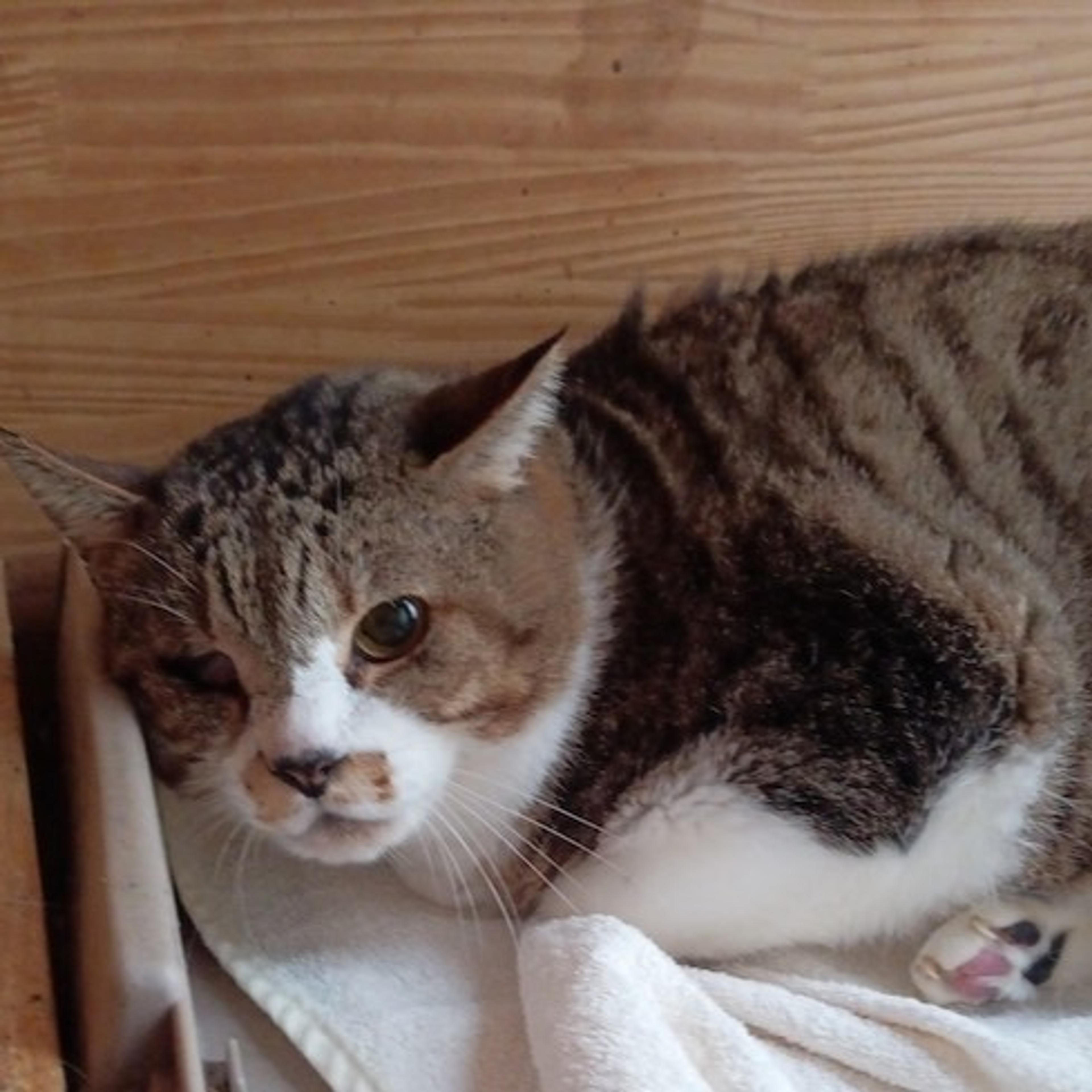 pet-image-2