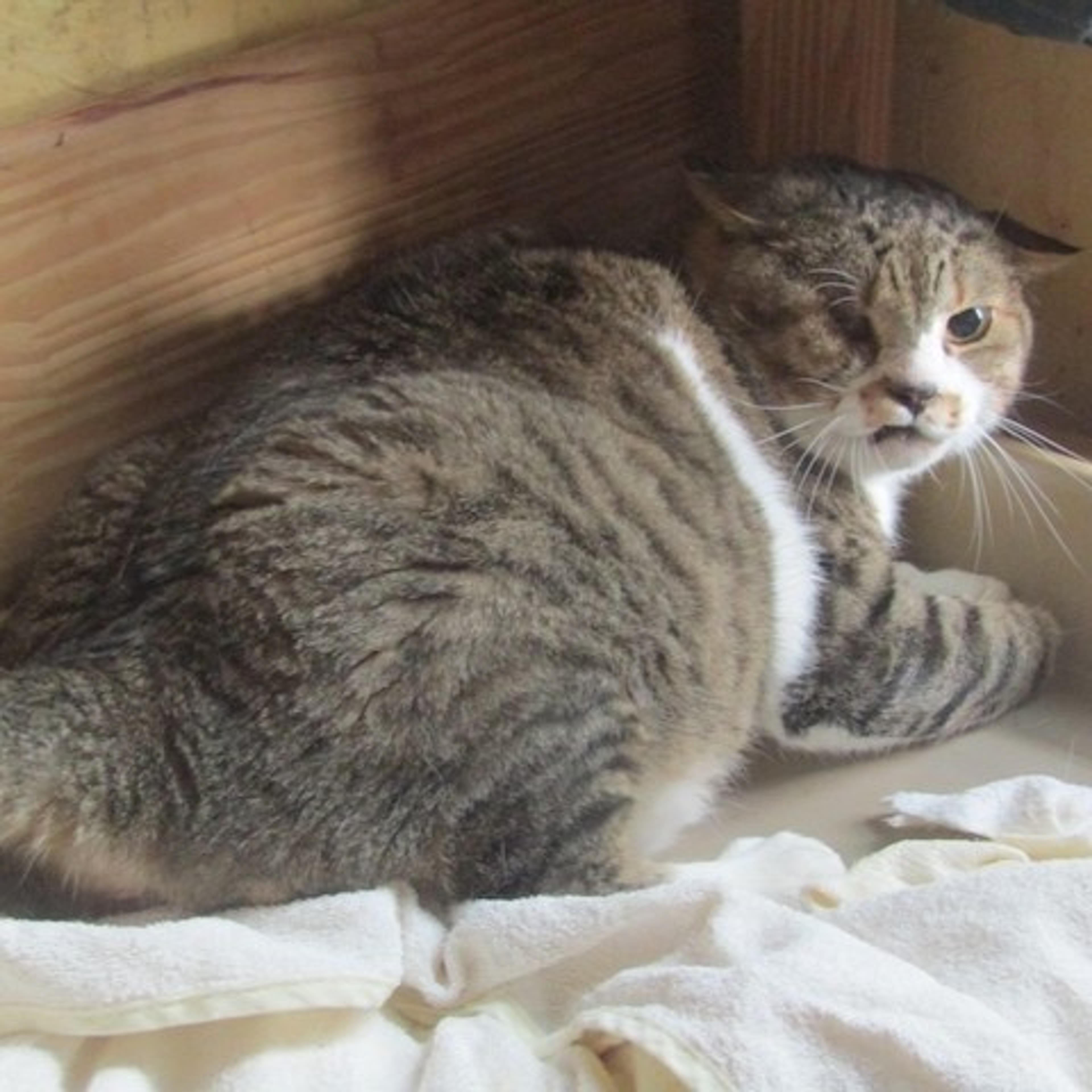 pet-image-3