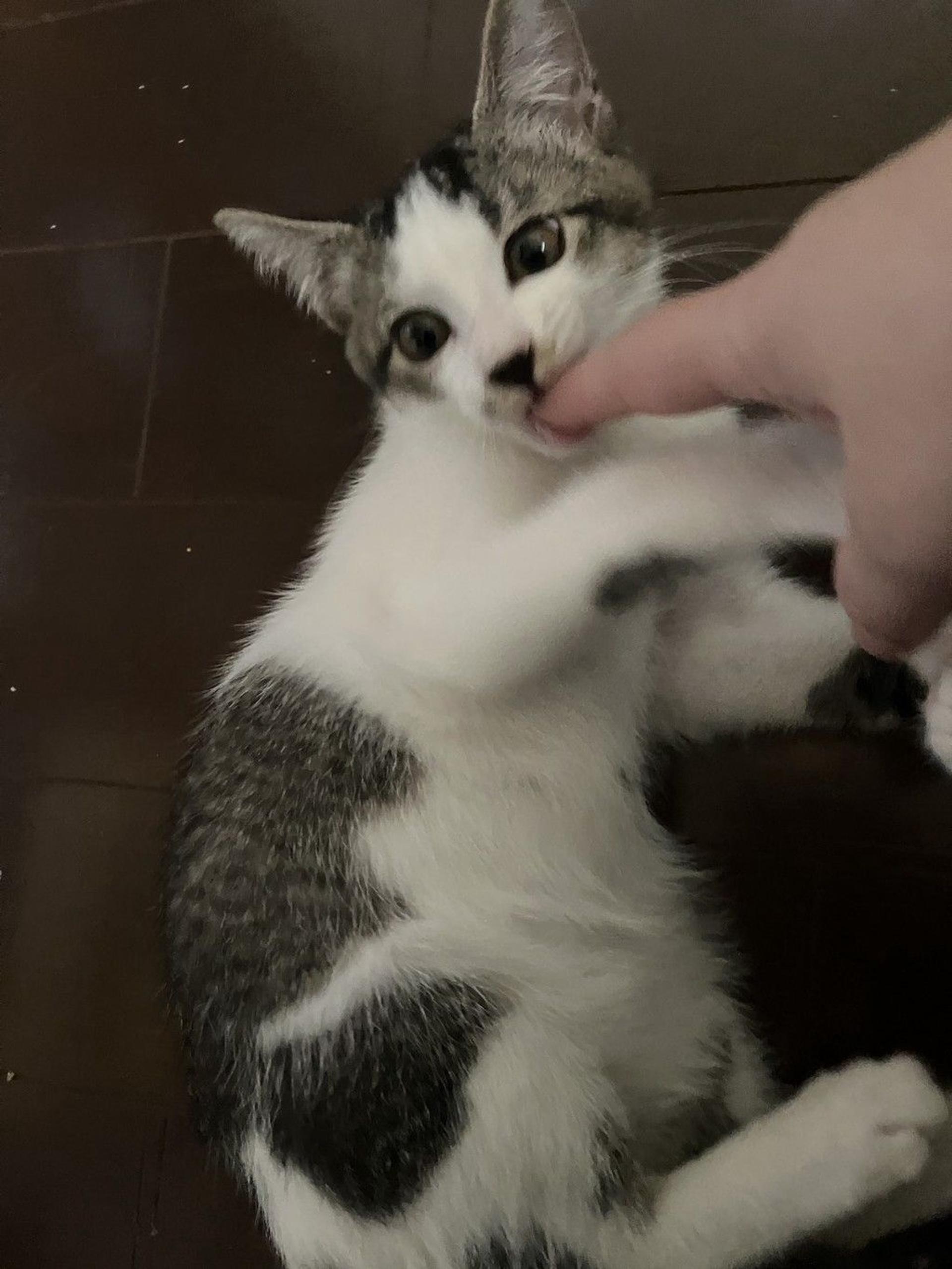 pet-image-3