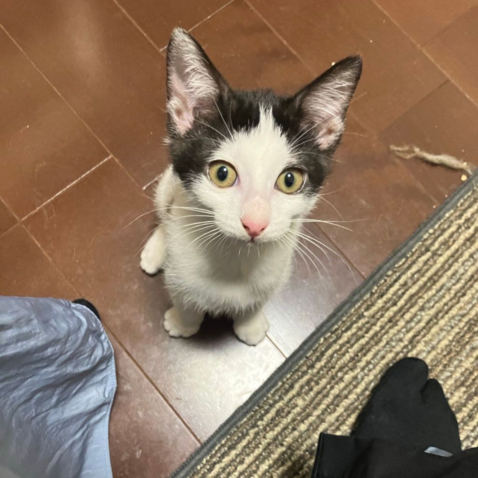 雑種（ミックス猫）・メスの里親募集の写真