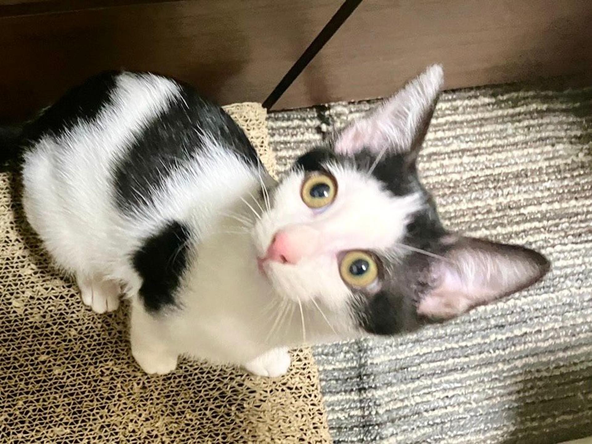 pet-image-3