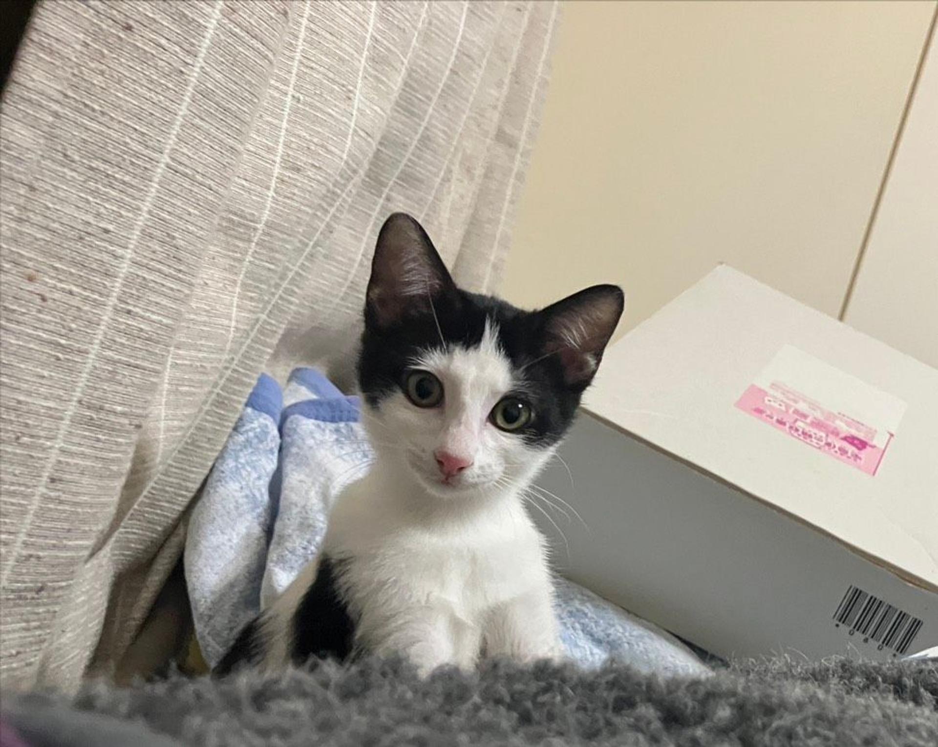 pet-image-4