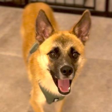 雑種（ミックス犬）・オスの里親募集の写真