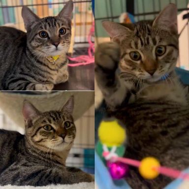 南青山少年合唱団