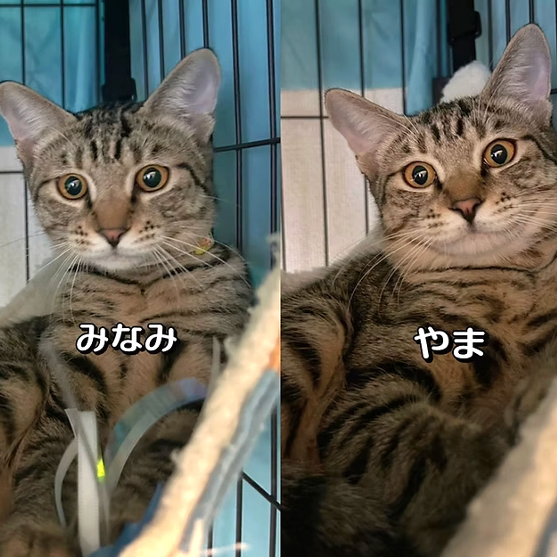雑種（ミックス猫）・オスの里親募集の写真
