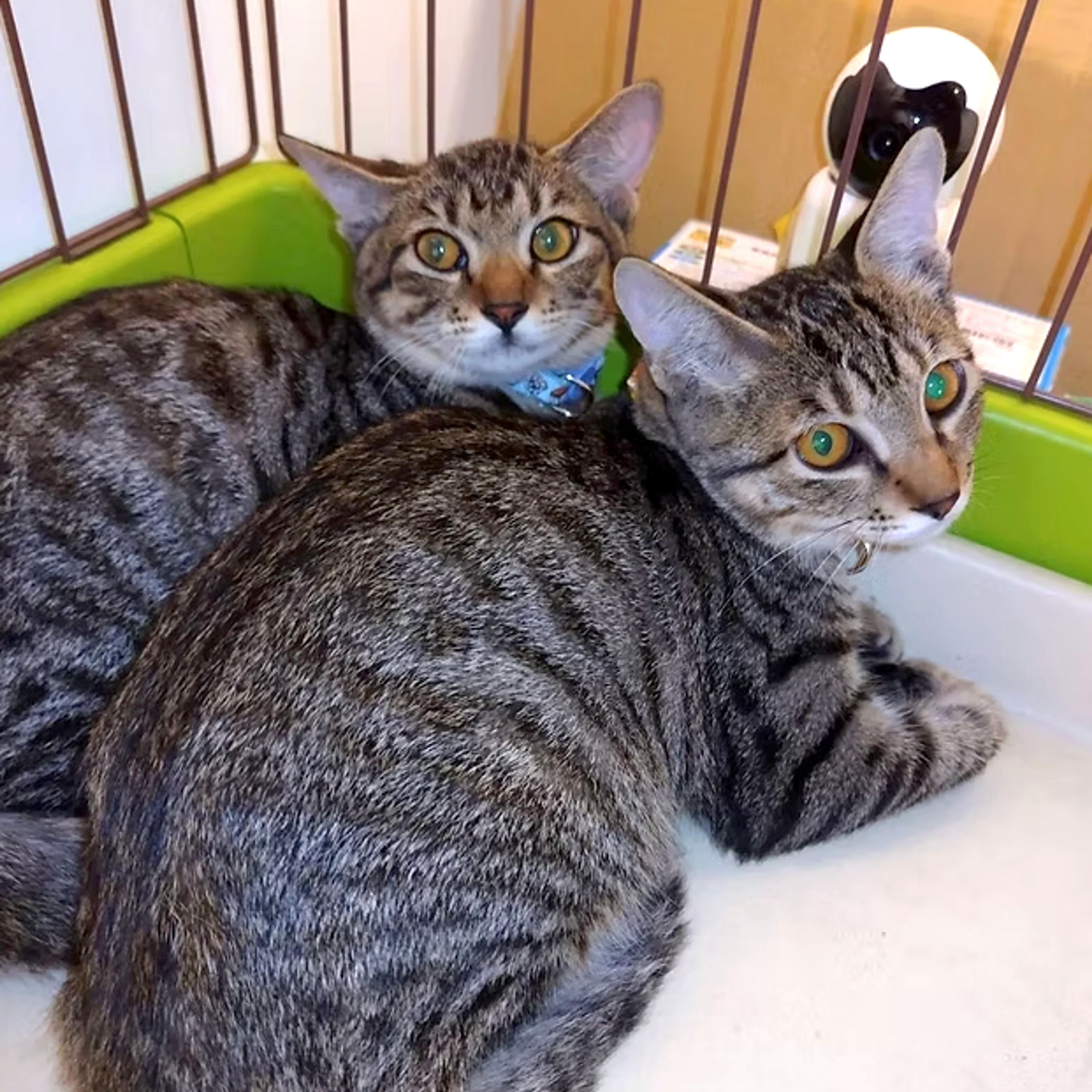 pet-image-2
