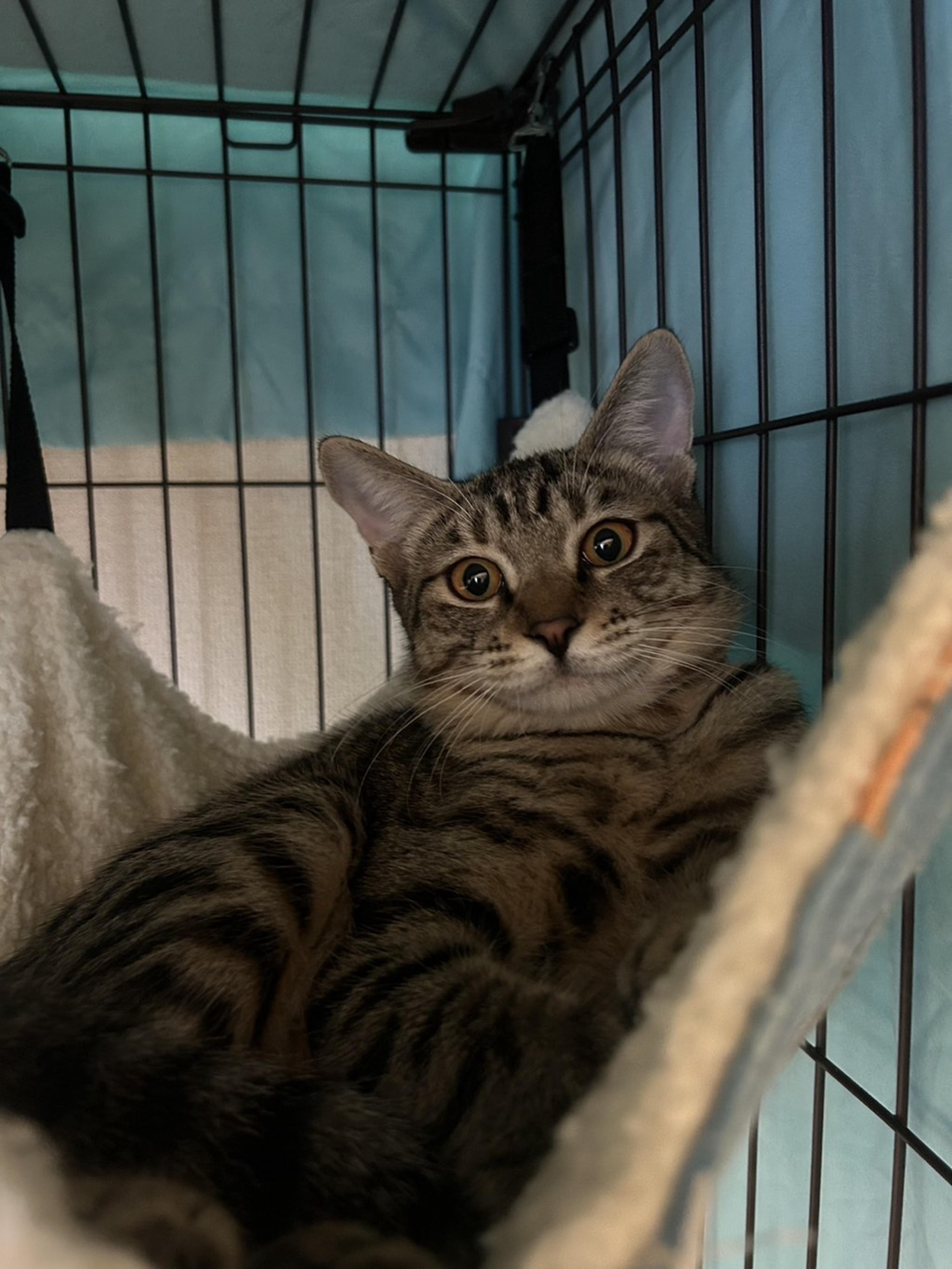 pet-image-4