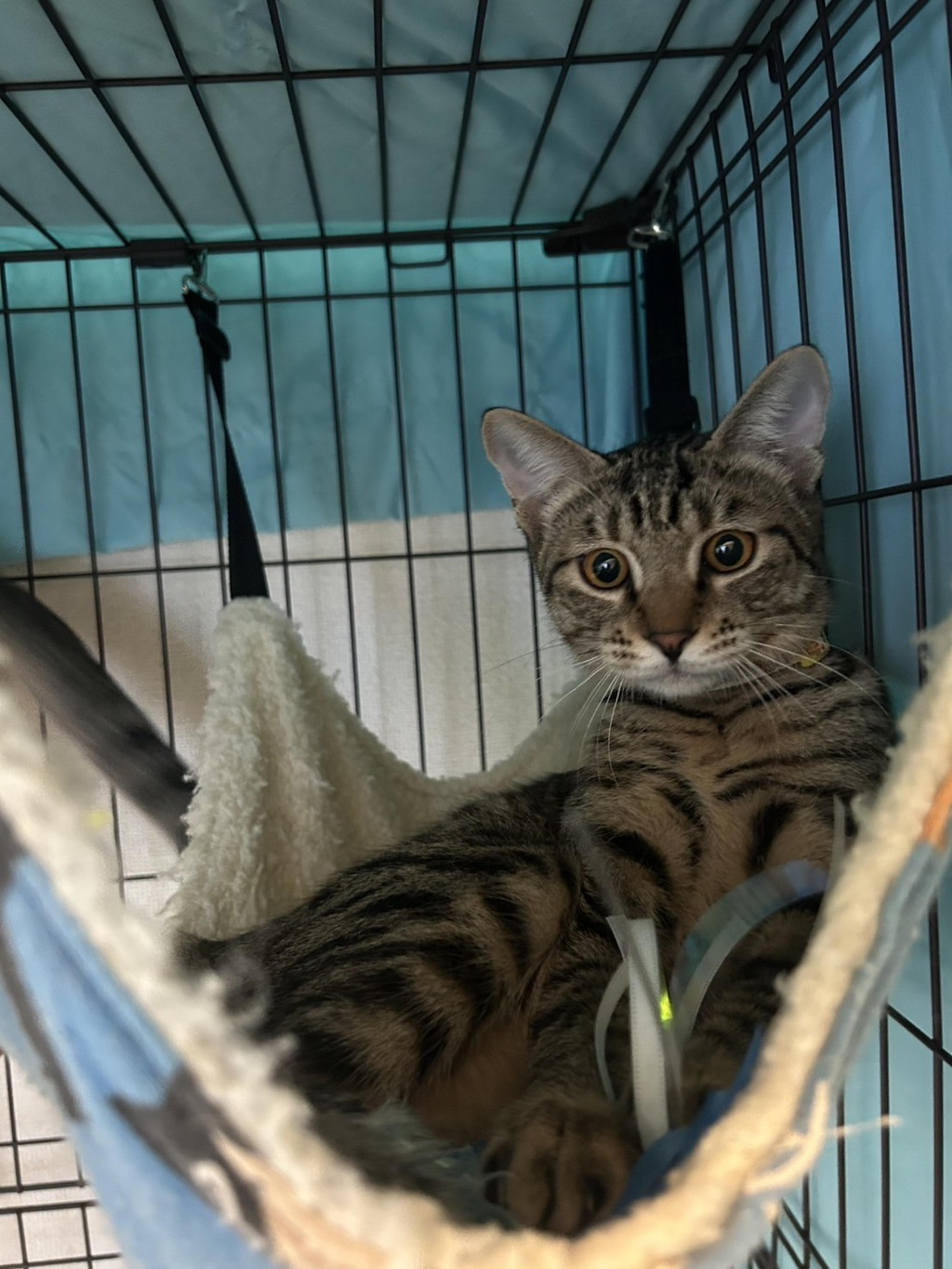 pet-image-5