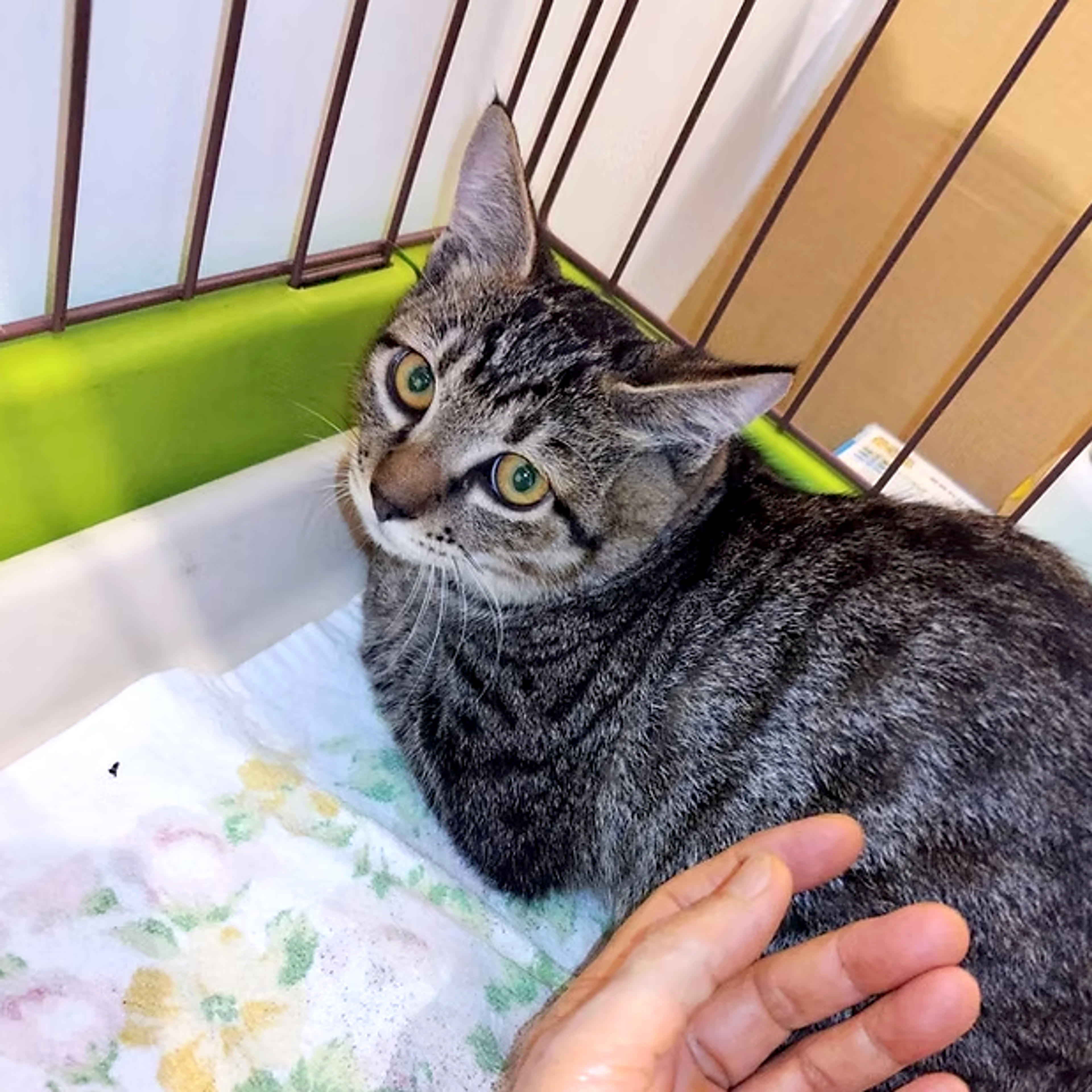 pet-image-6