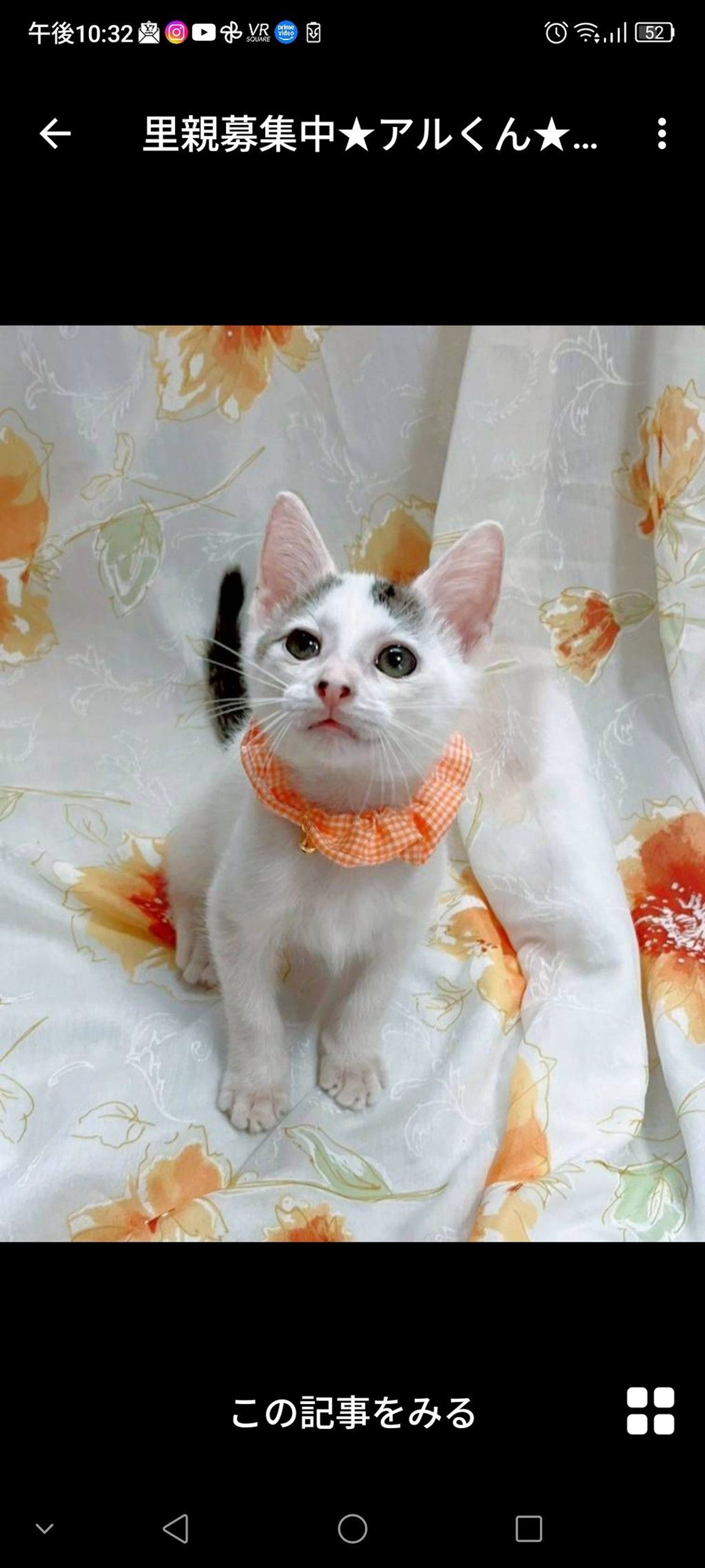 雑種（ミックス猫）・オスの里親募集の写真