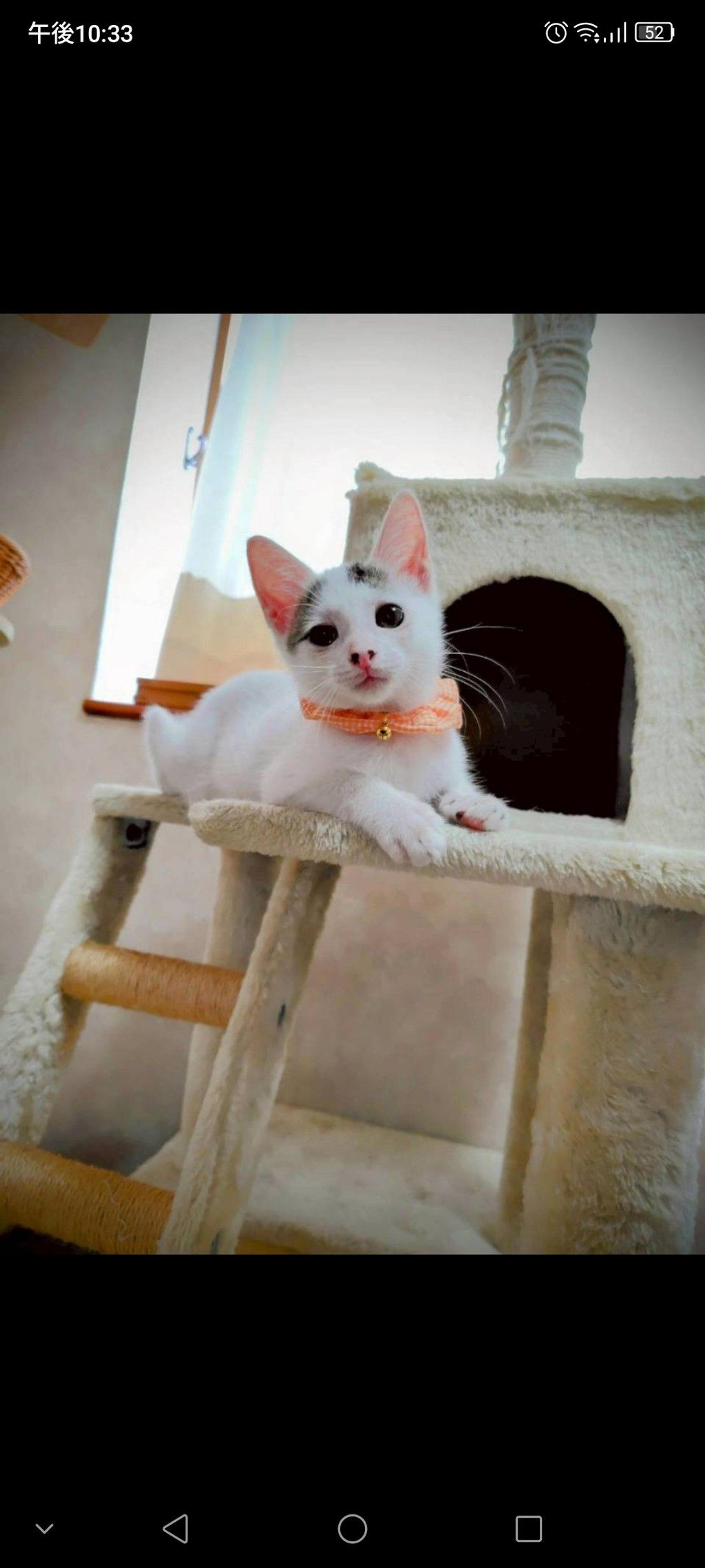 pet-image-3