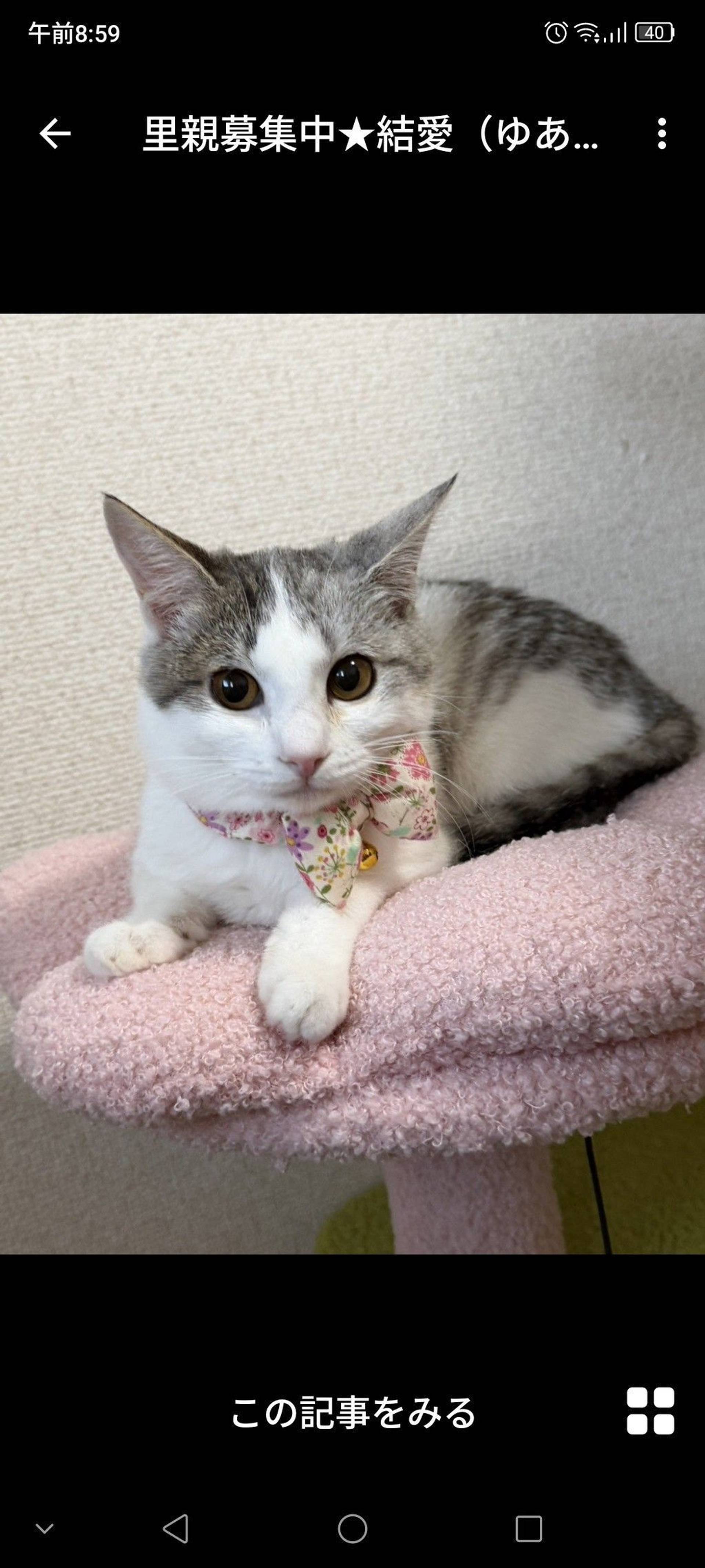 雑種（ミックス猫）・メスの里親募集の写真