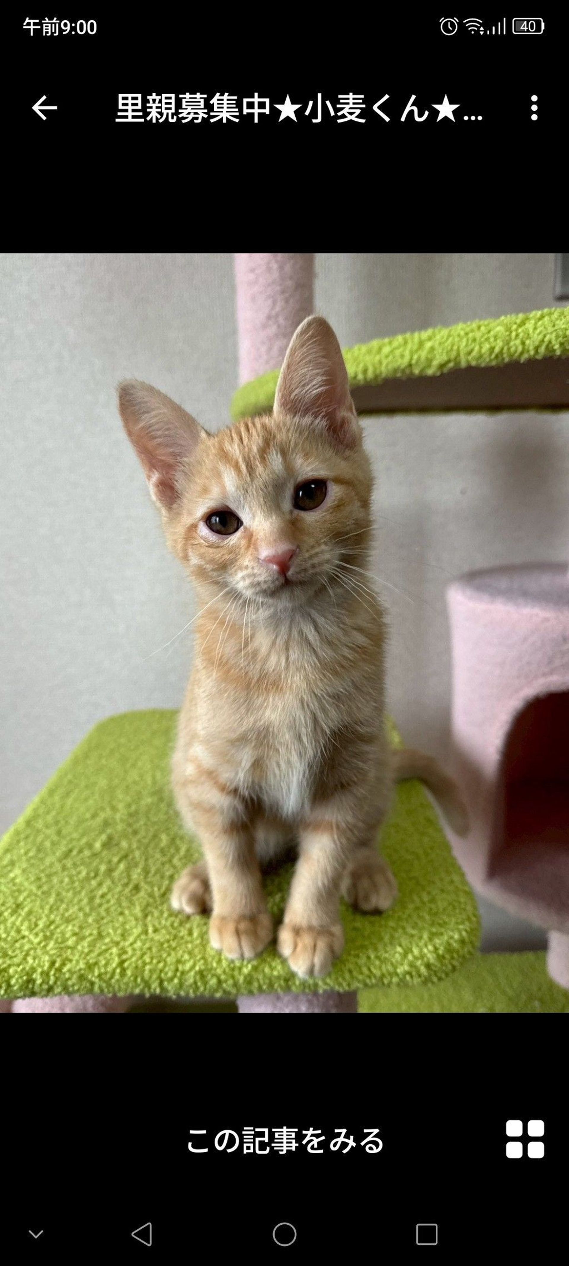 雑種（ミックス猫）・オスの里親募集の写真
