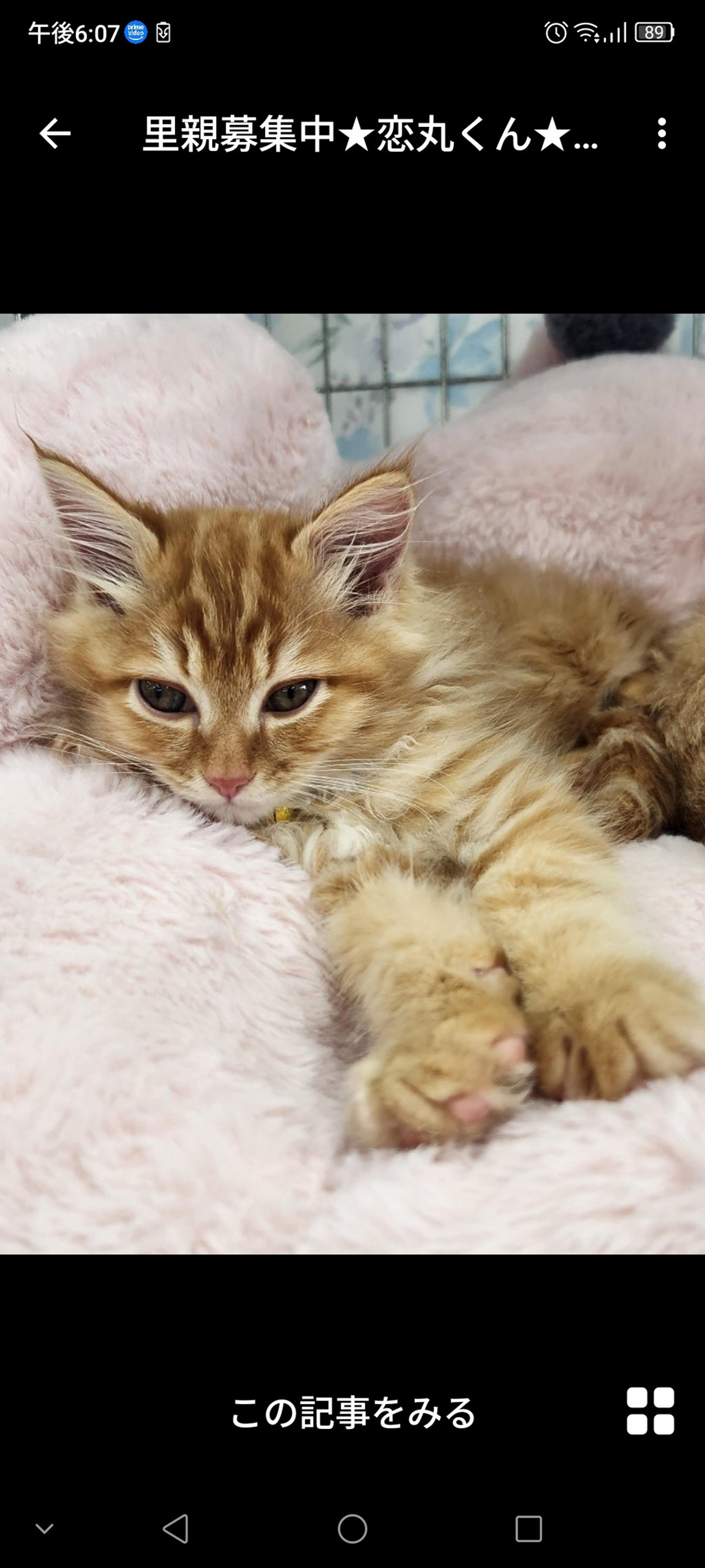 pet-image-4