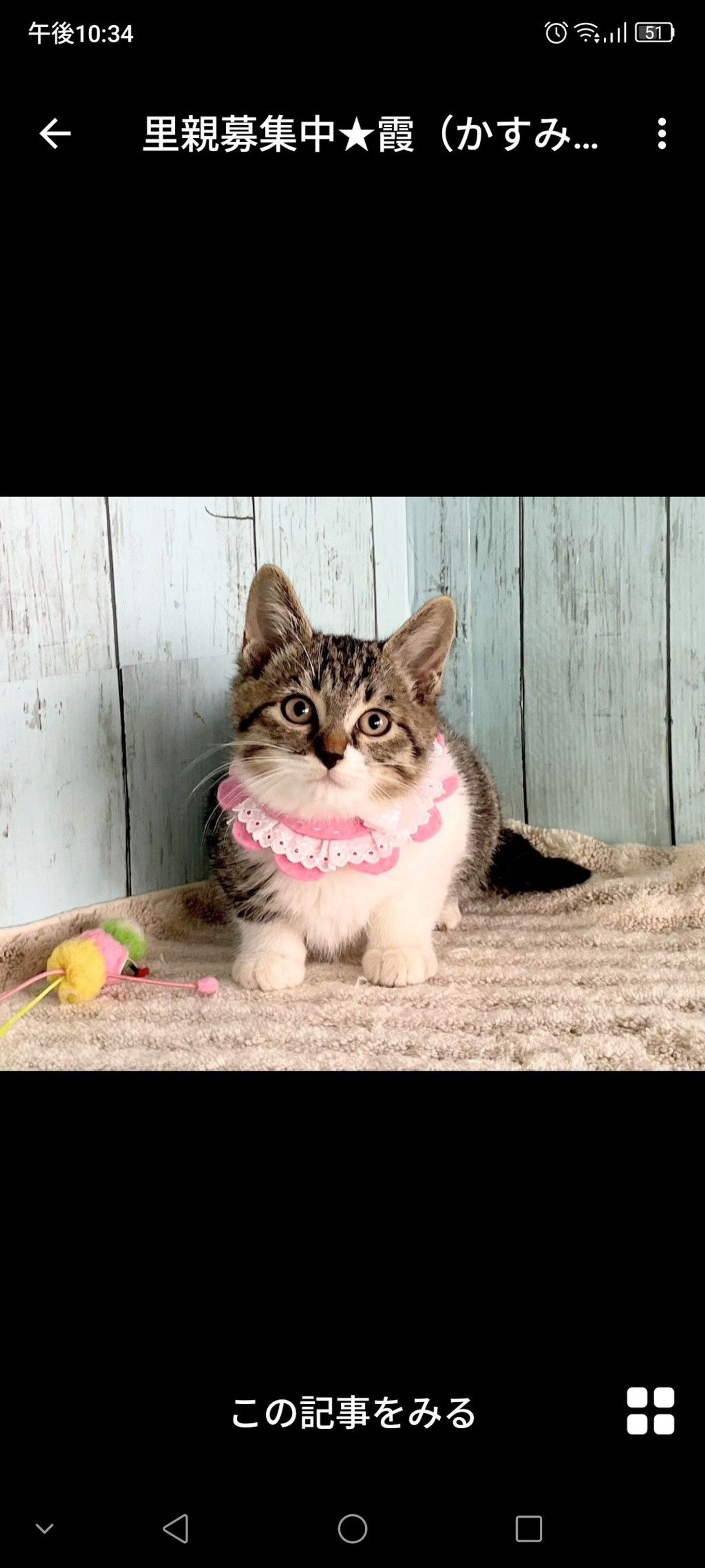 雑種（ミックス猫）・メスの里親募集の写真