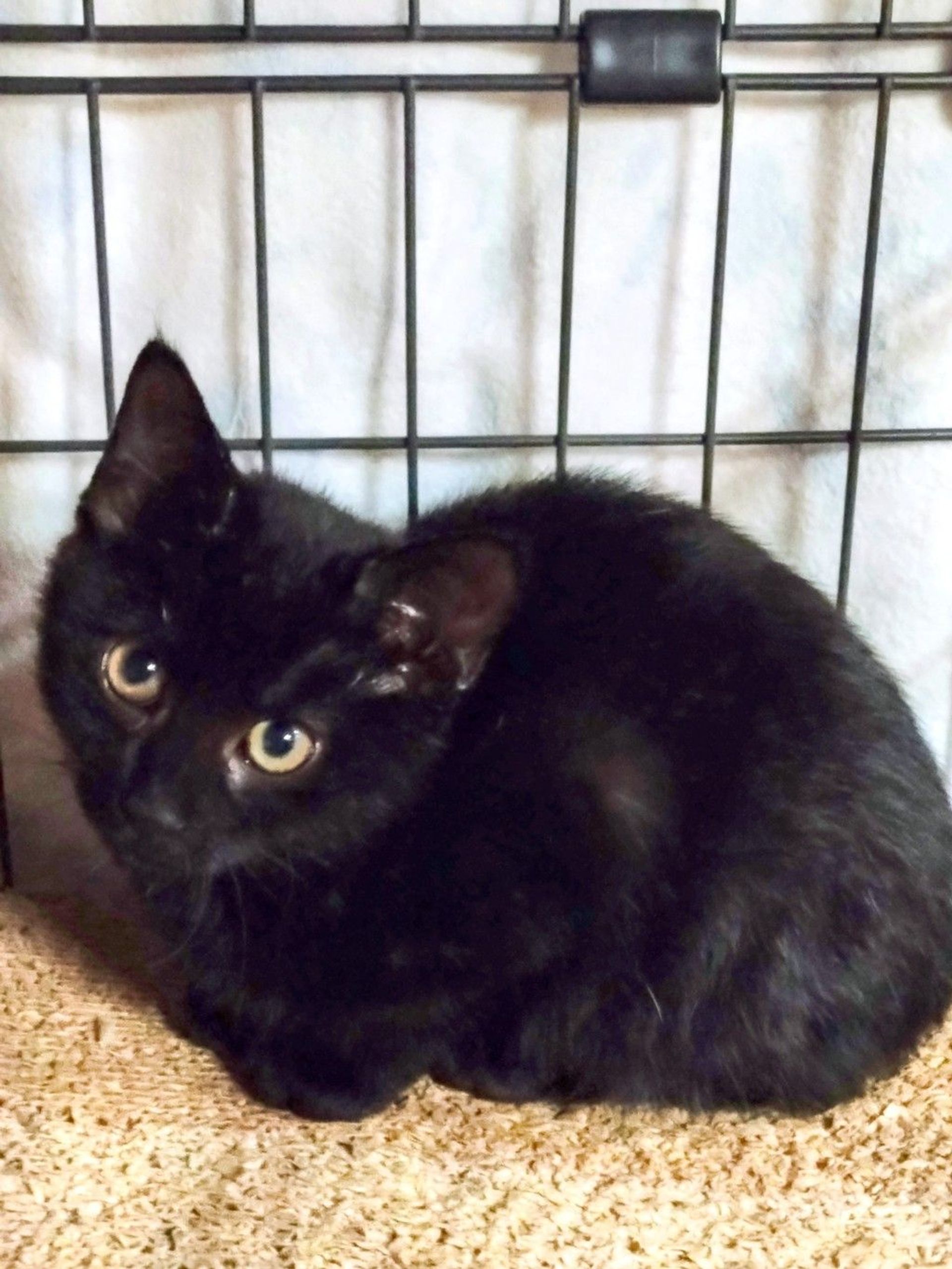 雑種（ミックス猫）・メスの里親募集の写真