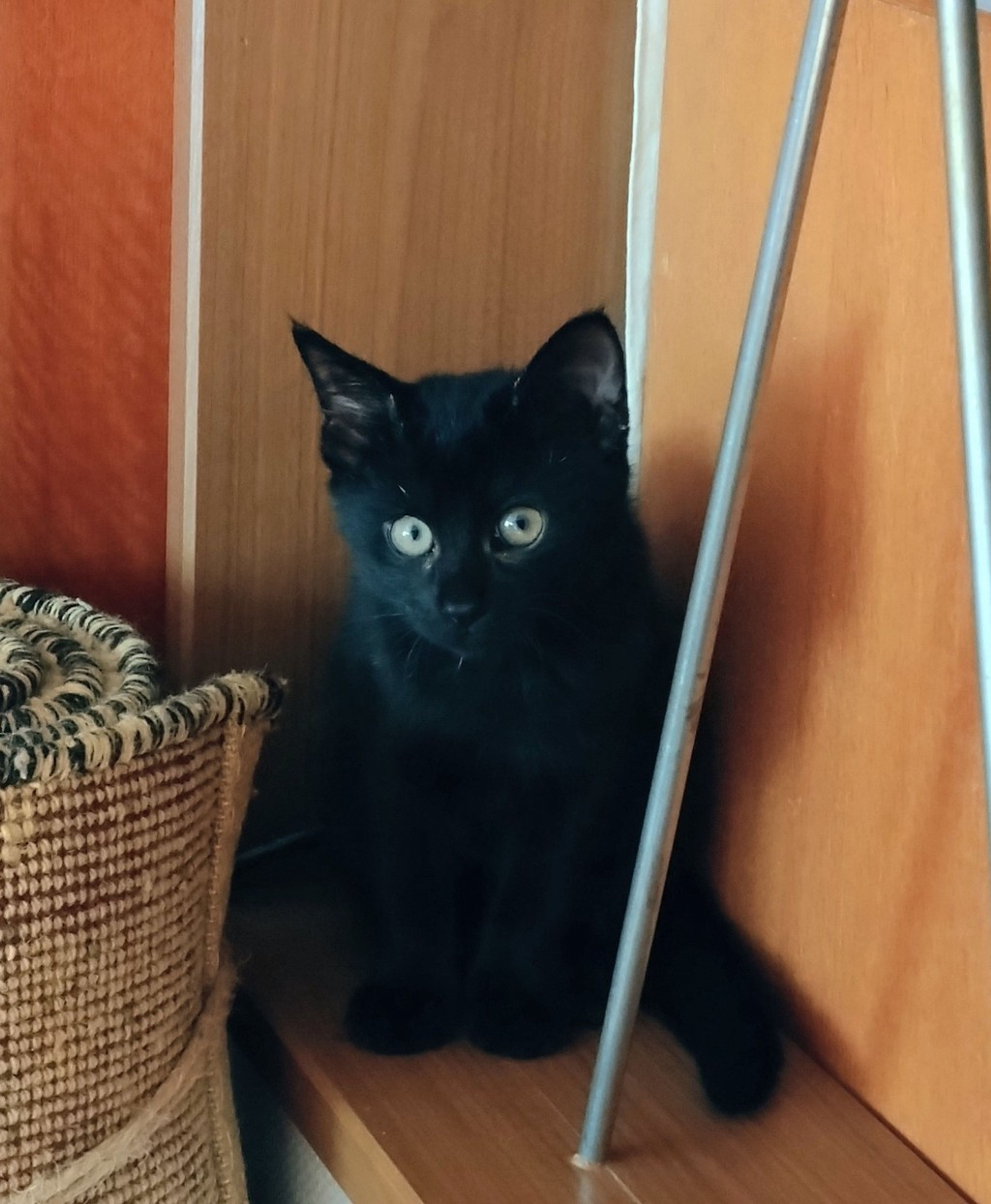 pet-image-3