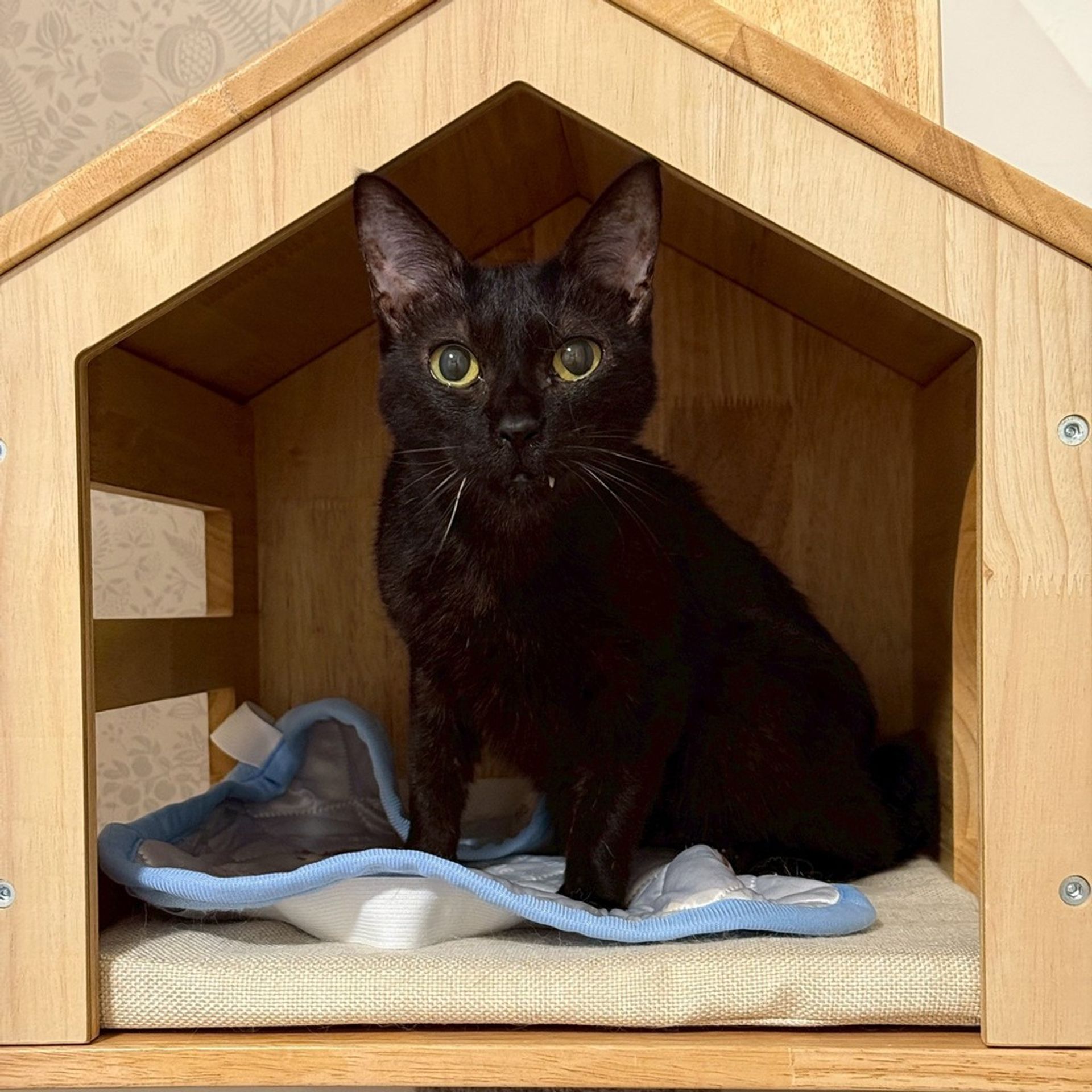 雑種（ミックス猫）・メスの里親募集の写真