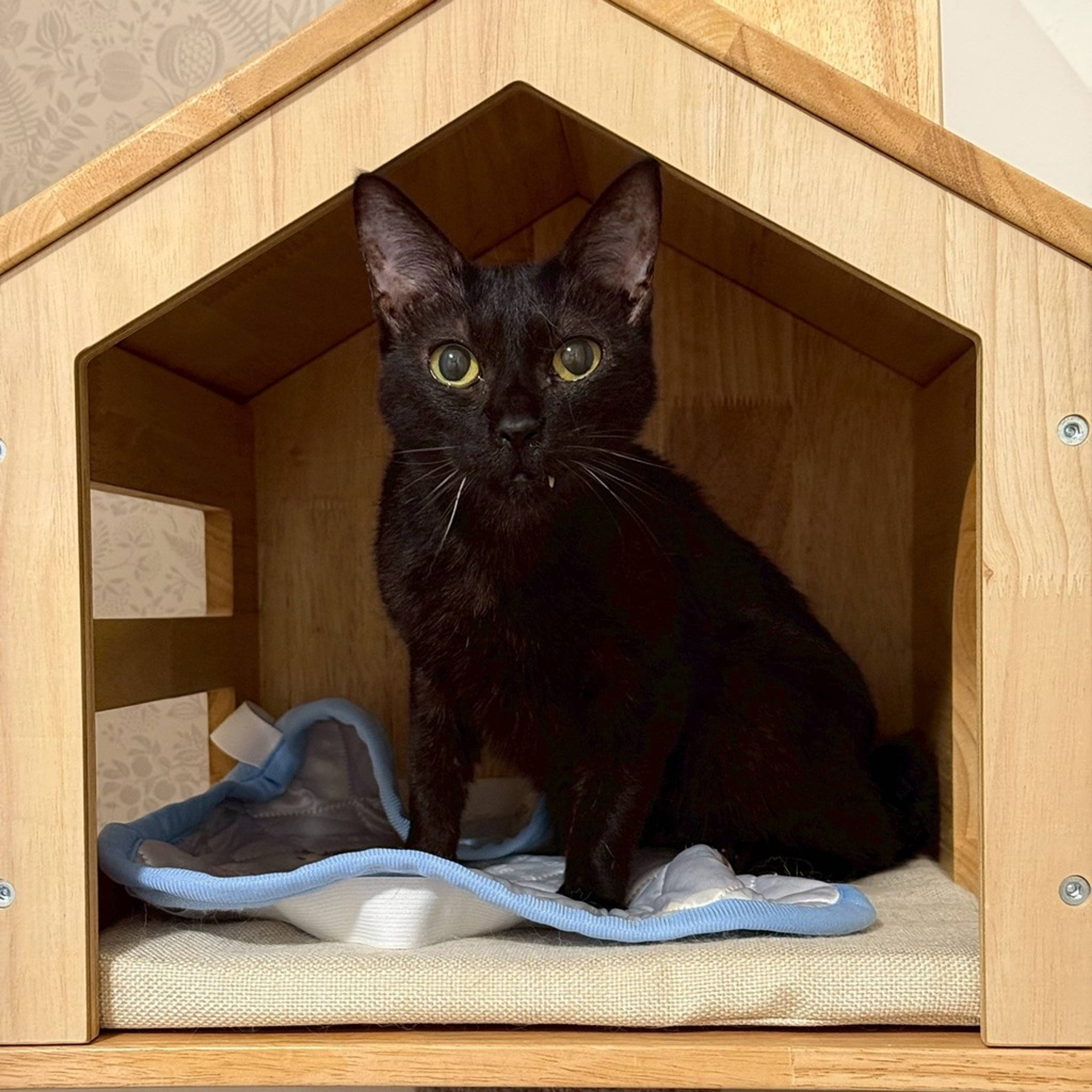 雑種（ミックス猫）・メスの里親募集の写真