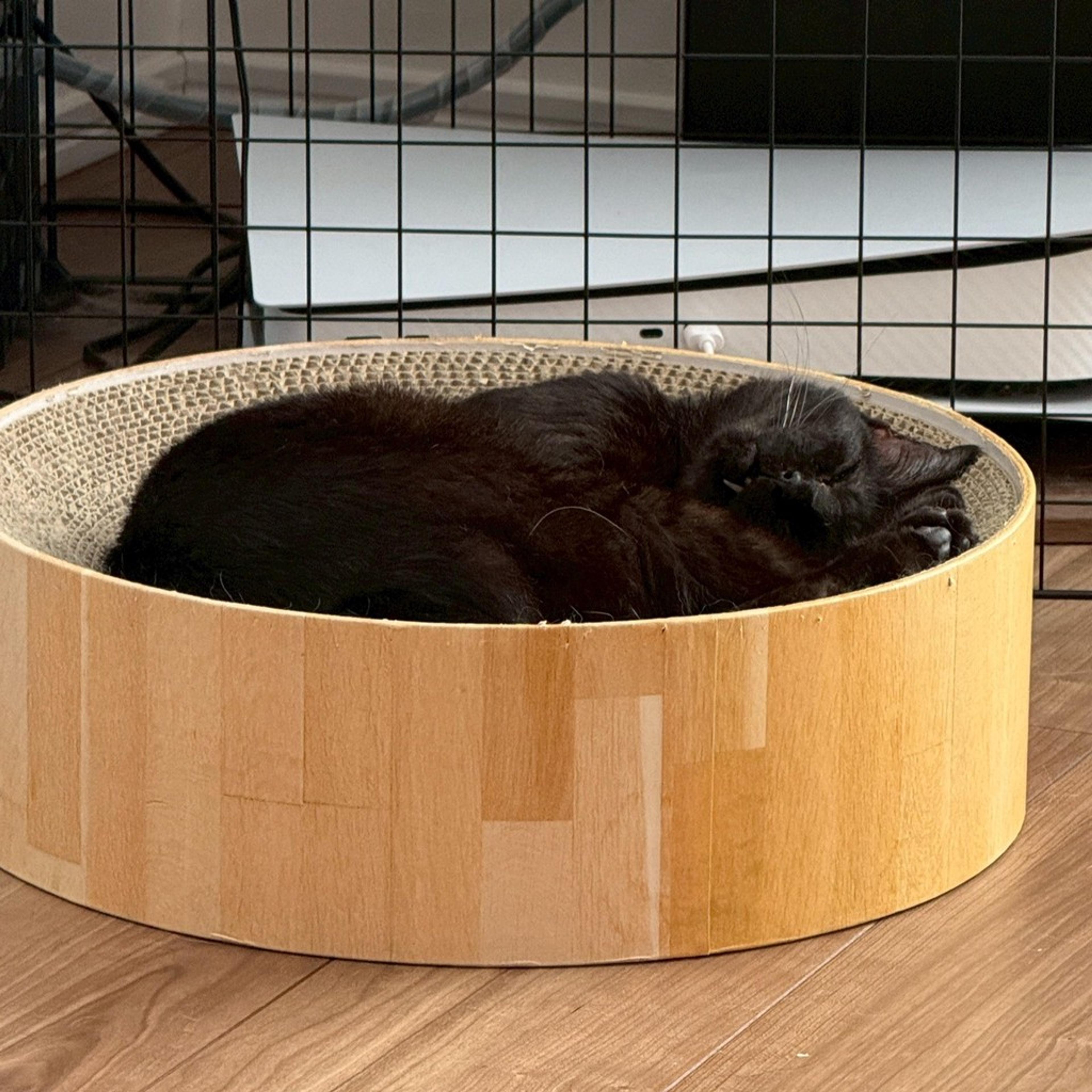 pet-image-2