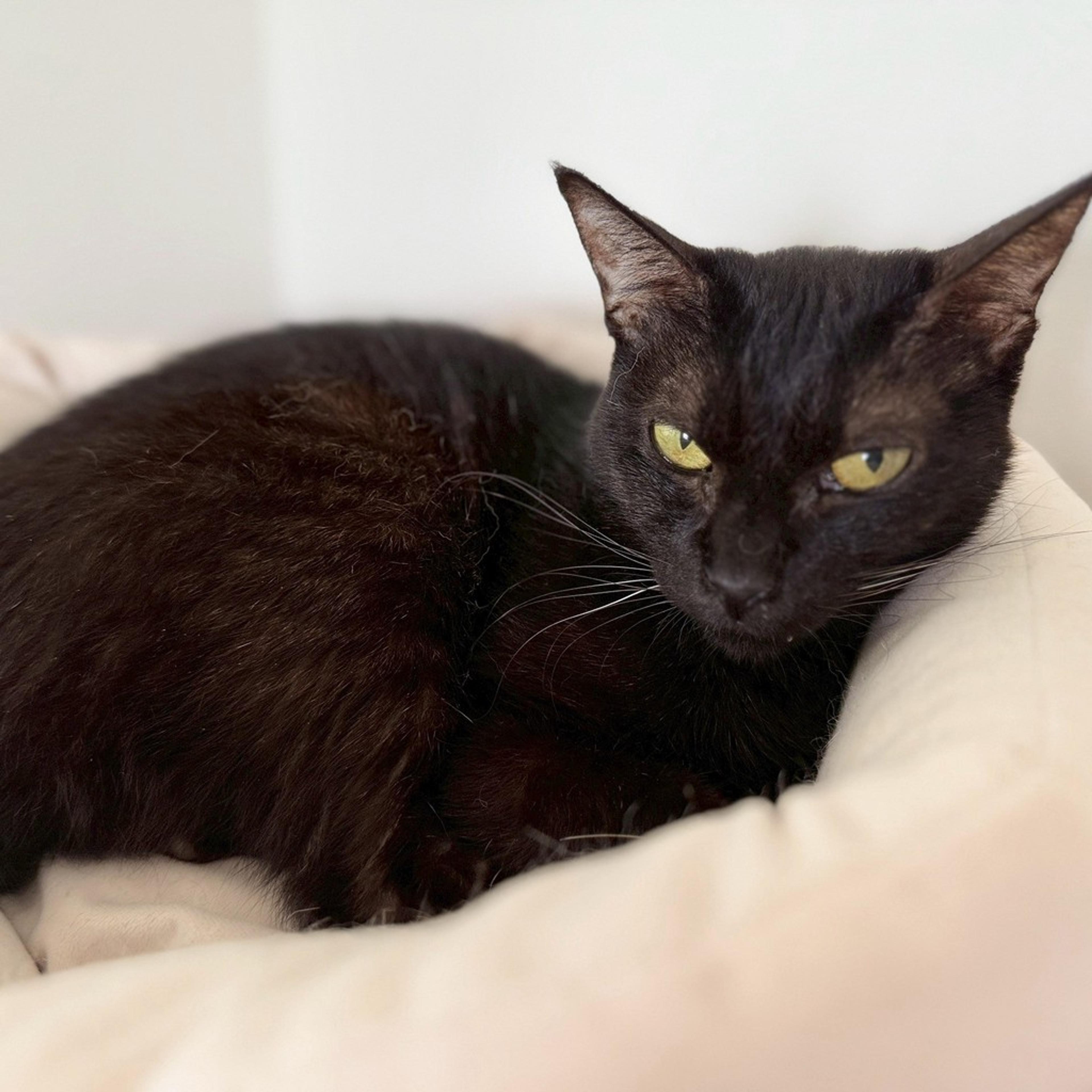 pet-image-3