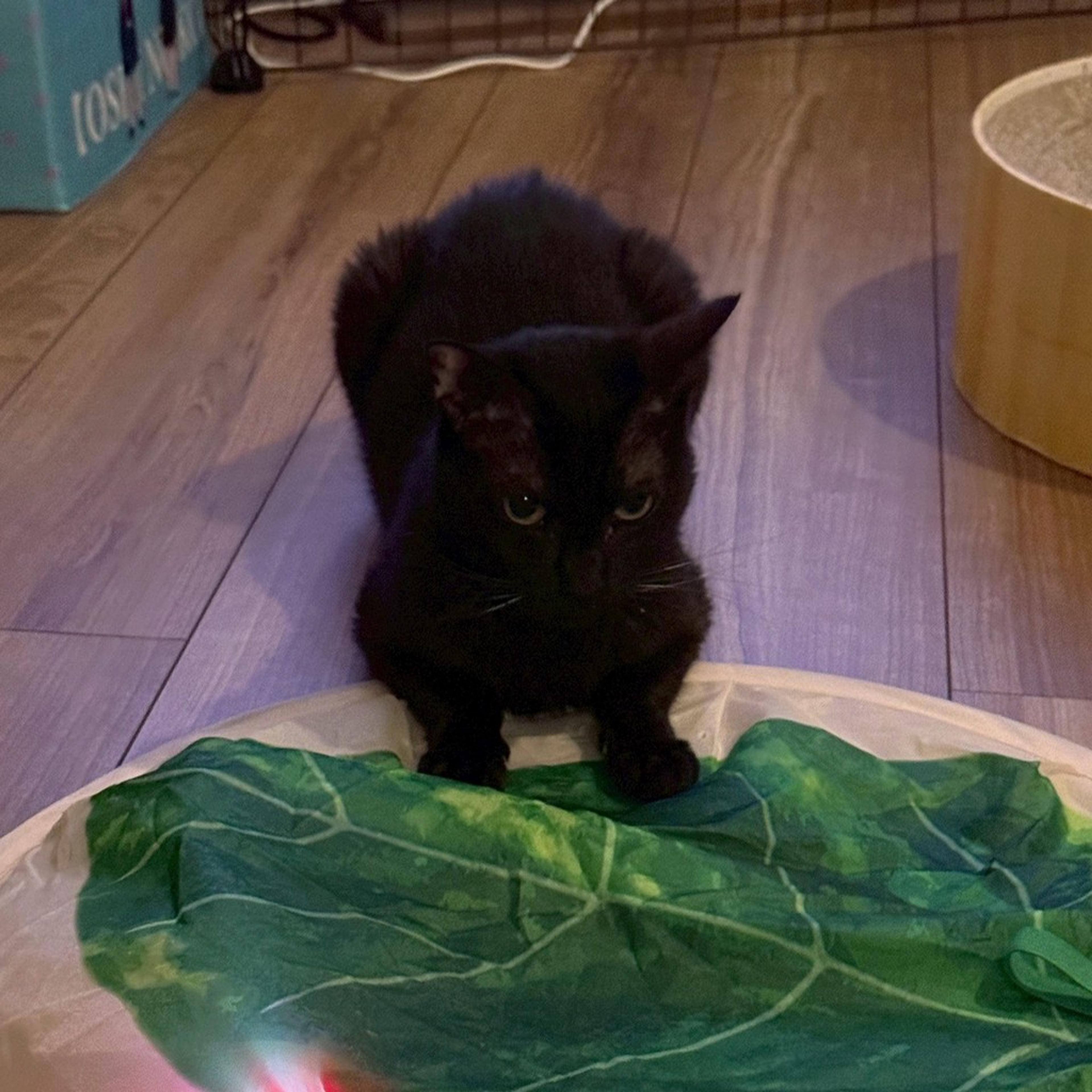 pet-image-4