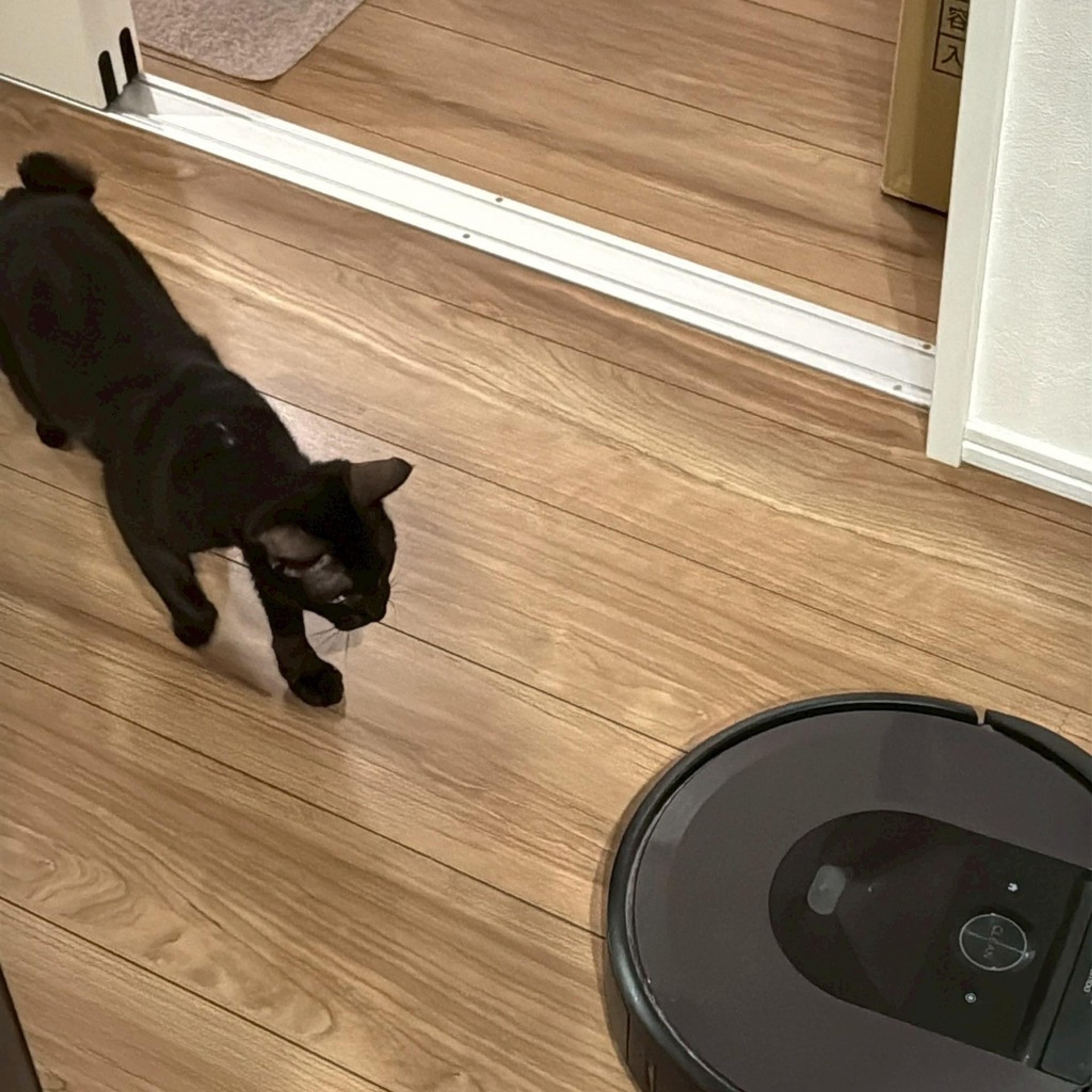 pet-image-5