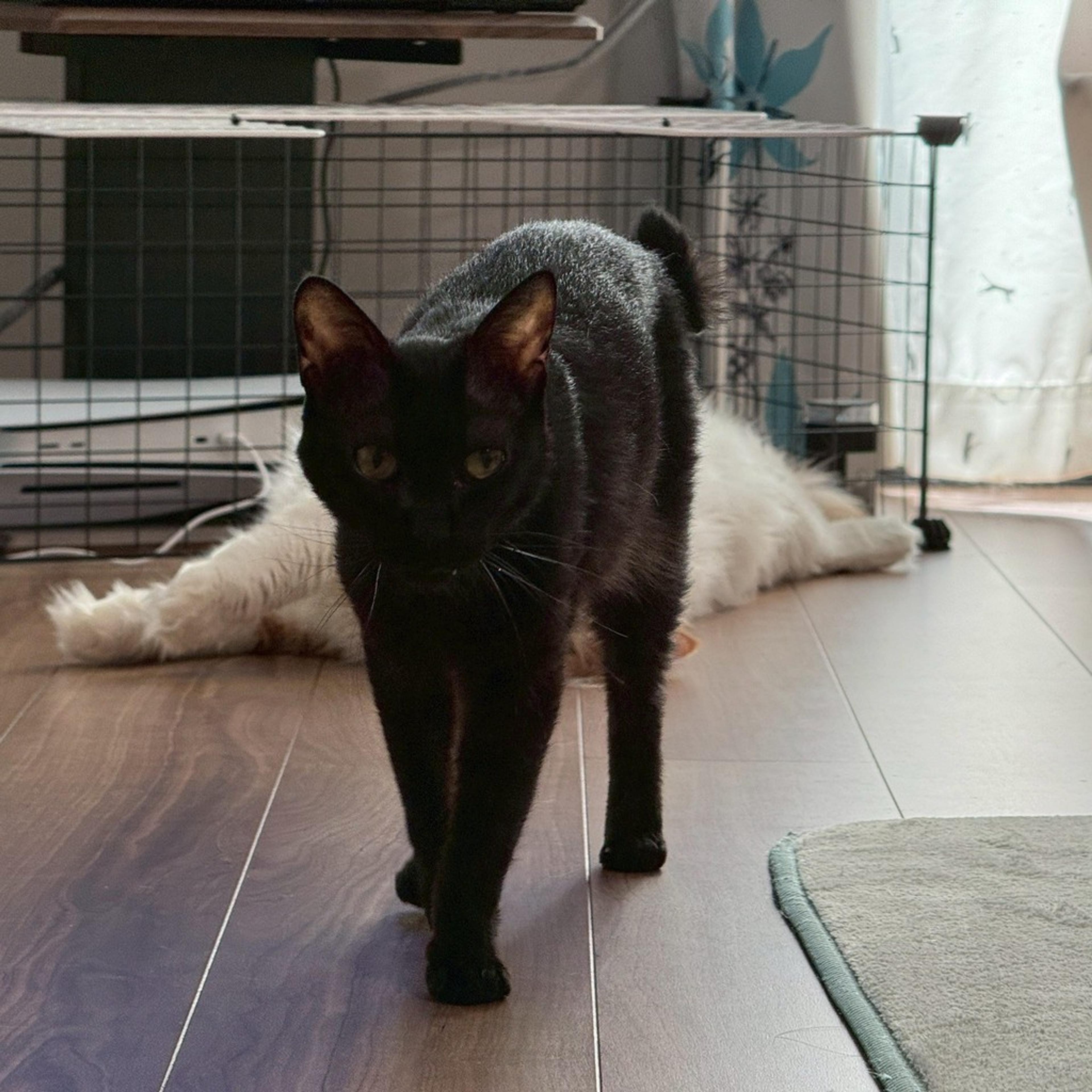 pet-image-6